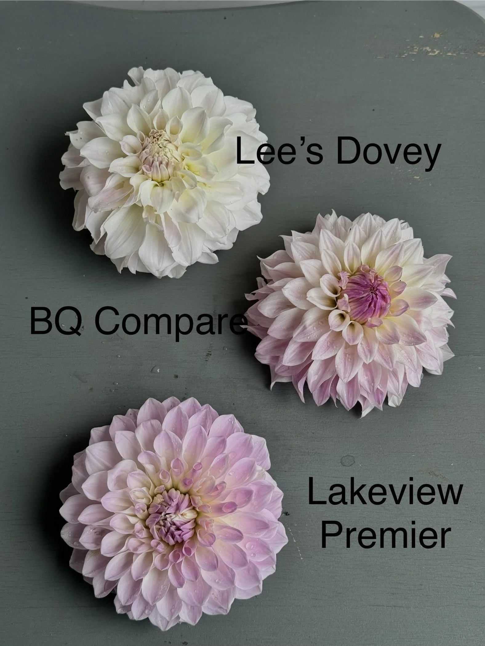 LD, BQ, LV Premier Comparison (1).jpg