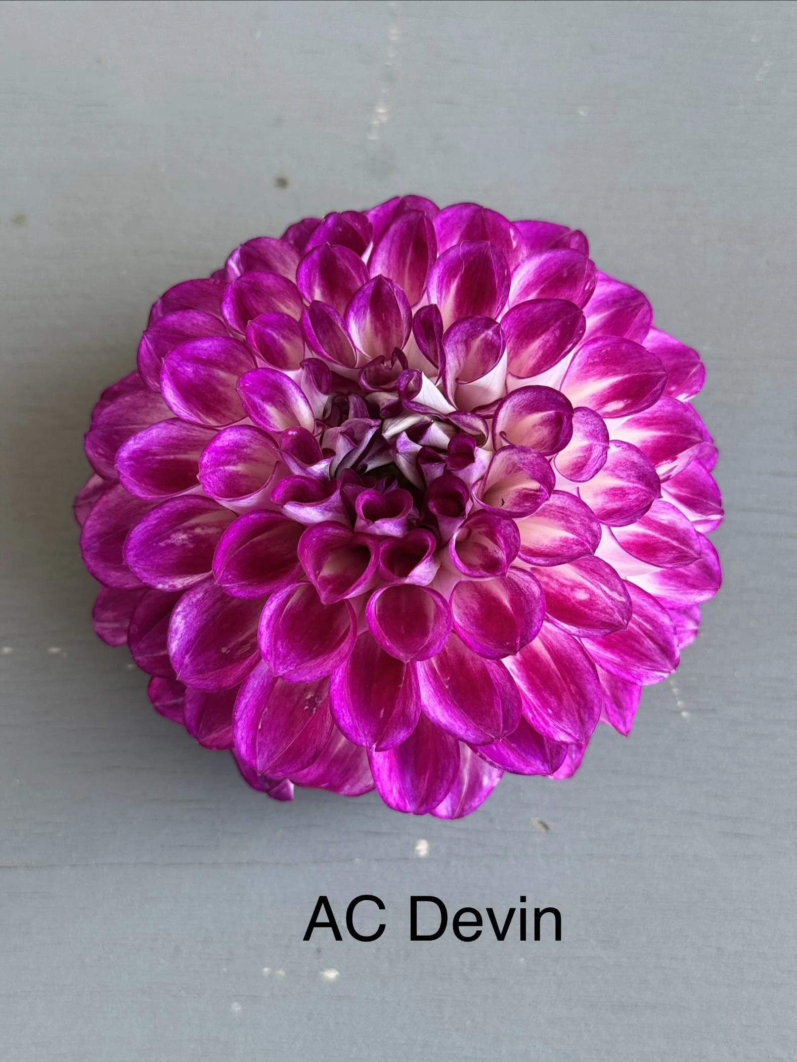 AC Devin
