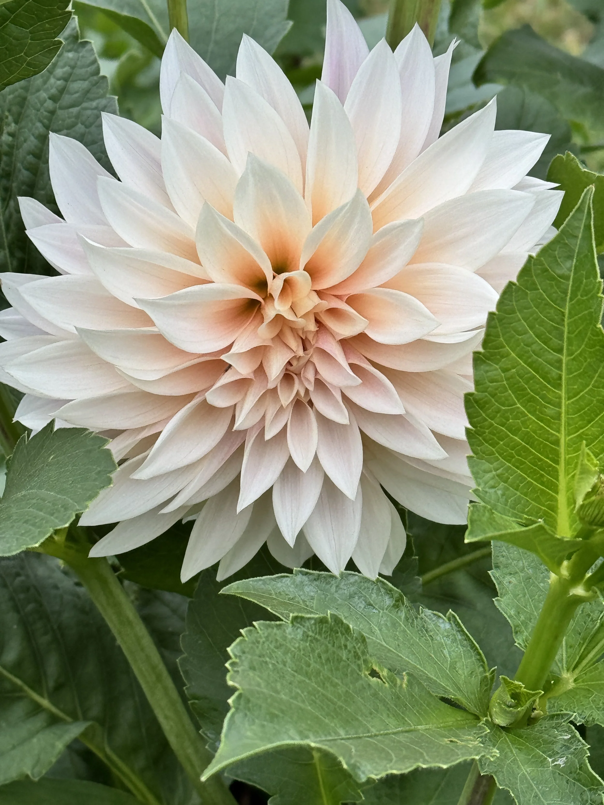 Jolene (Mini Cafe au Lait)