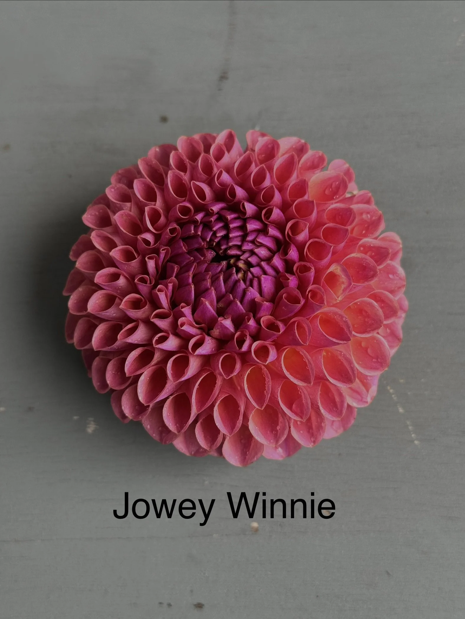 Jowey Winnie