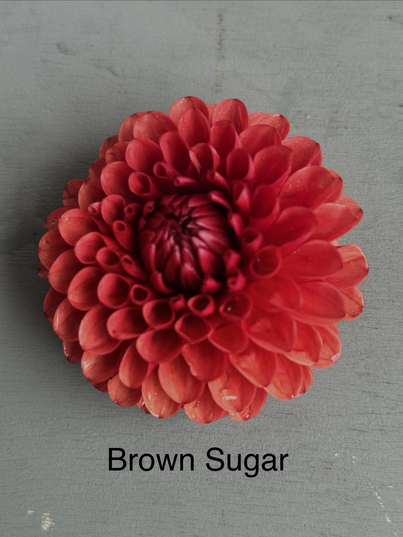 Brown Sugar