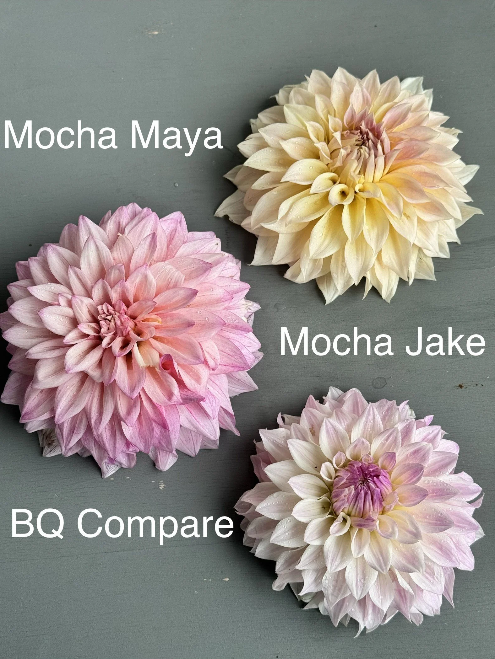 MM, MJ, BQ Compare Comparison (1).jpg