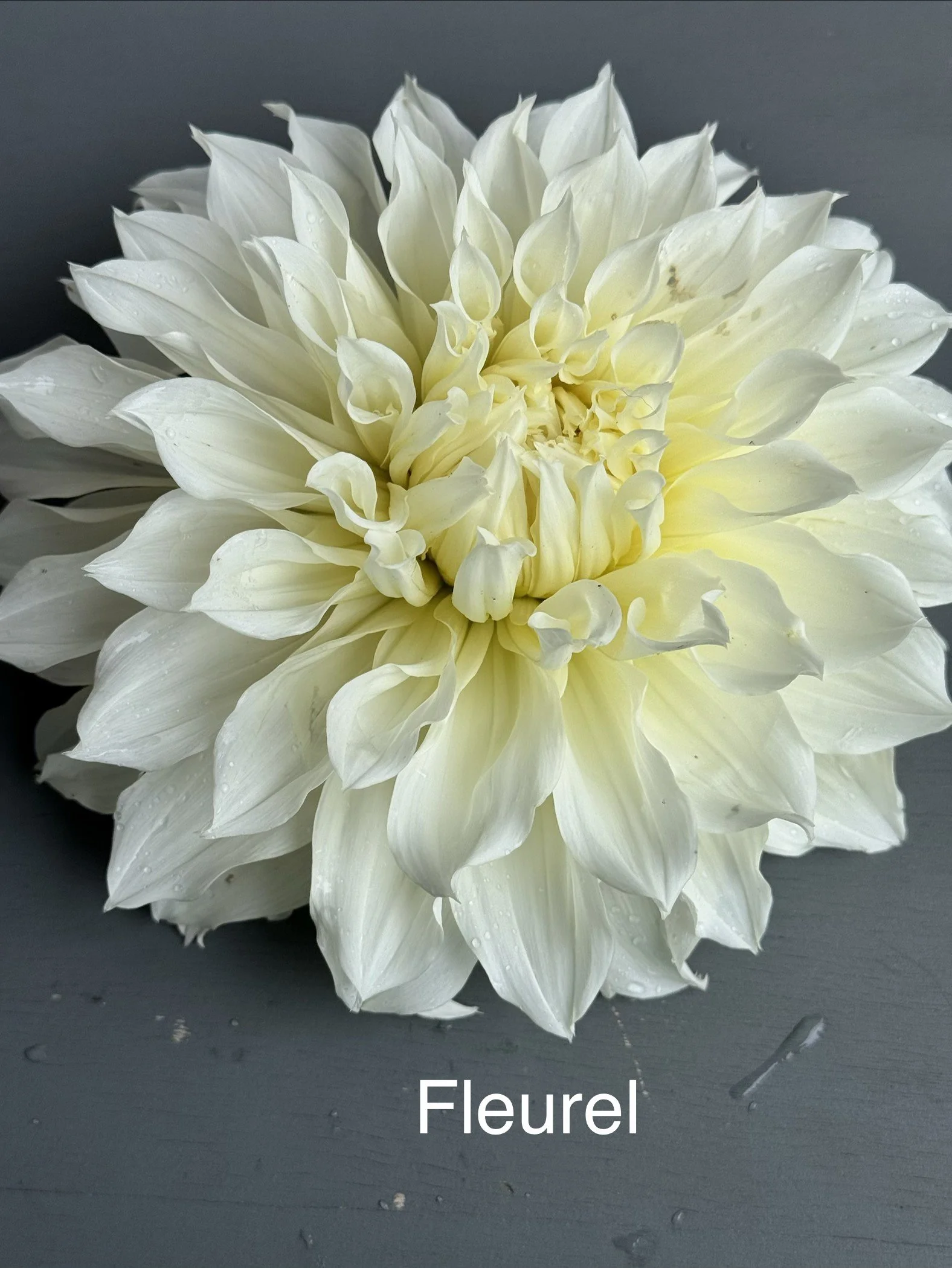 Fleurel