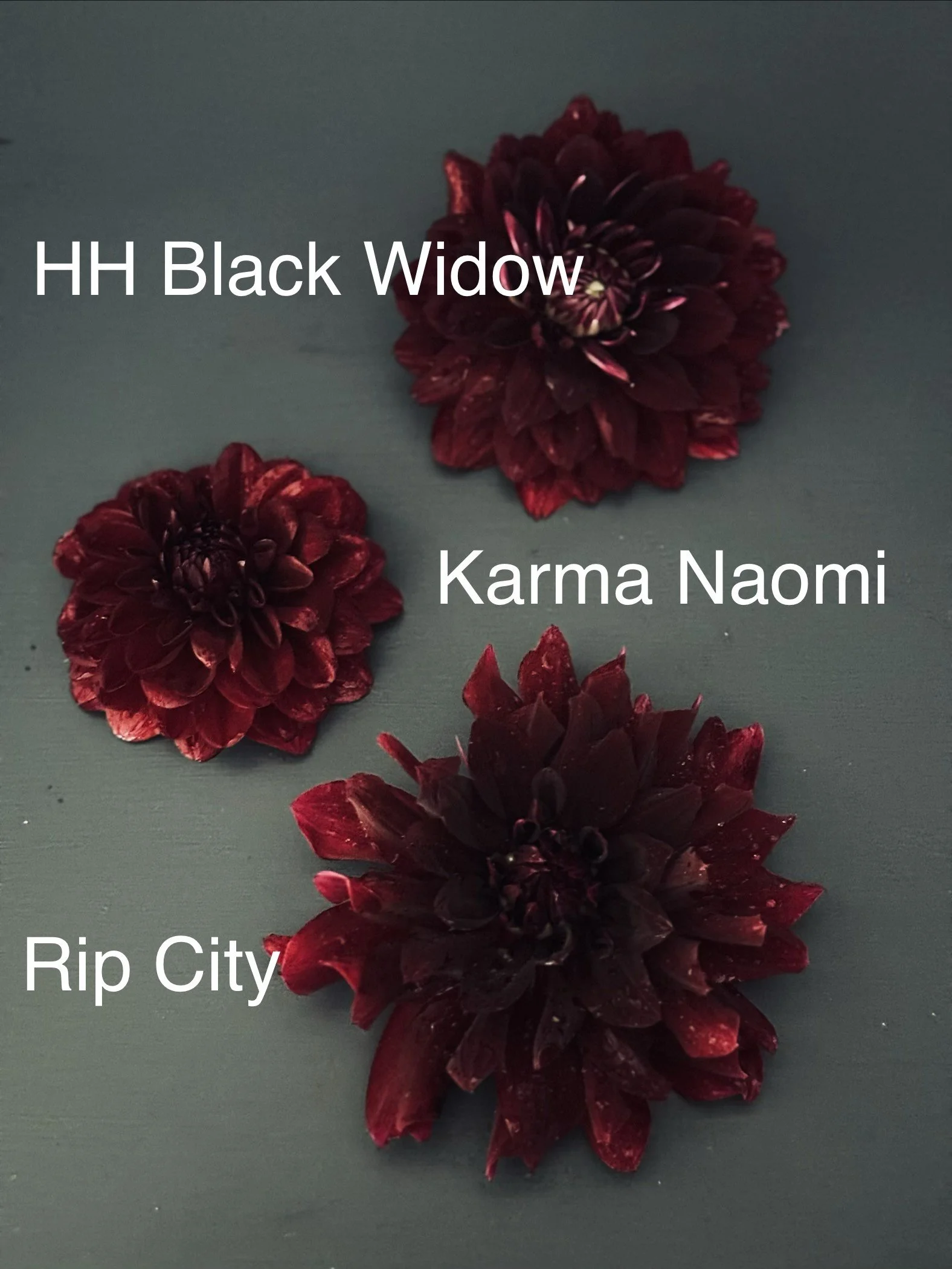 HH, KN, Rip Comparison.jpg