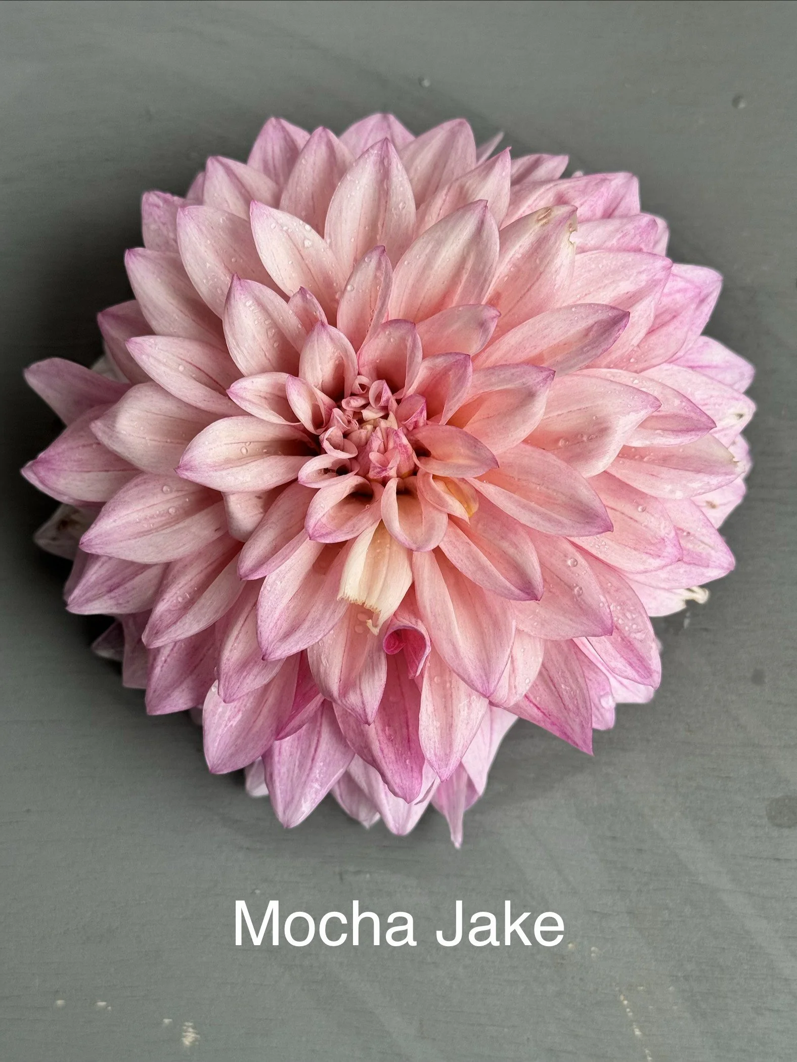 Mocha Jake