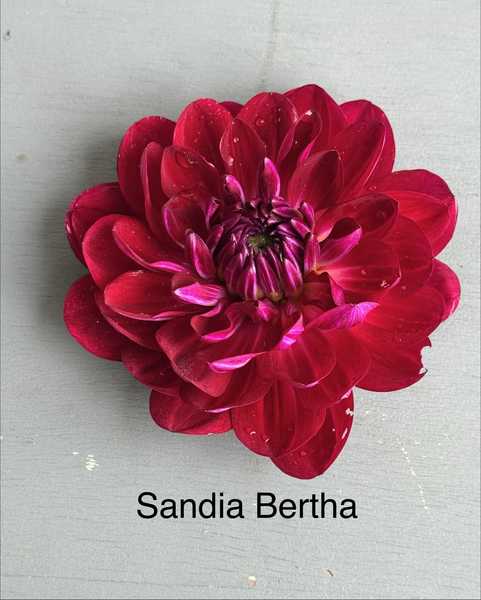 Sandia Bertha.jpg