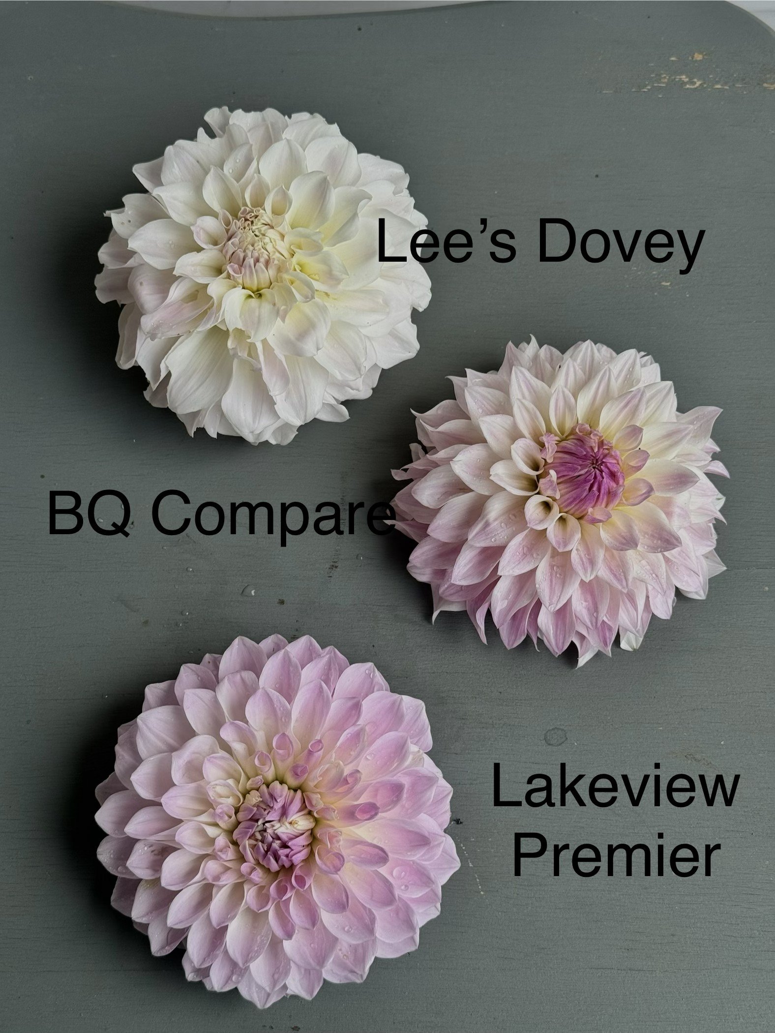 LD, BQ, LV Premier Comparison.jpg