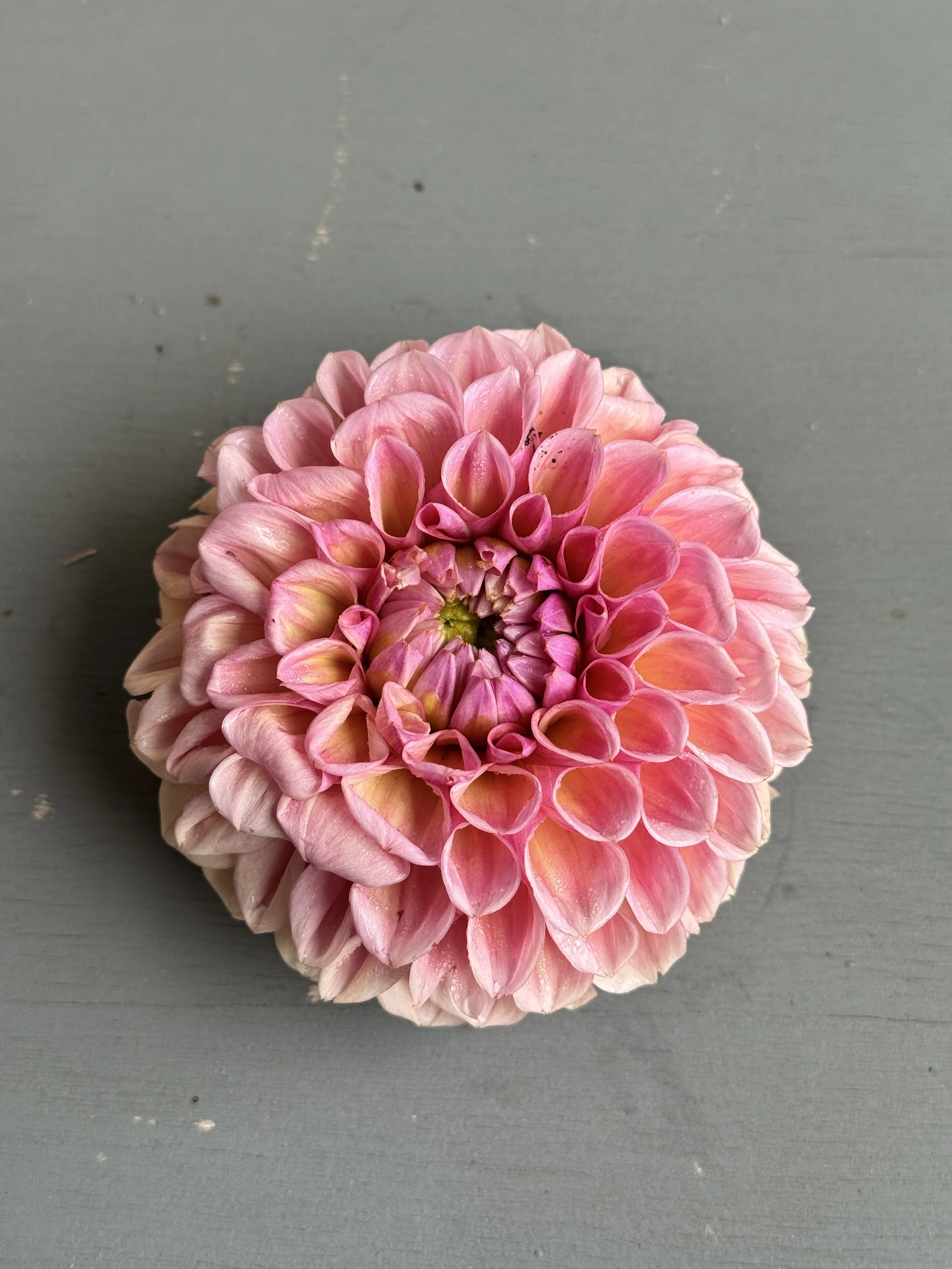 Bracken Rose