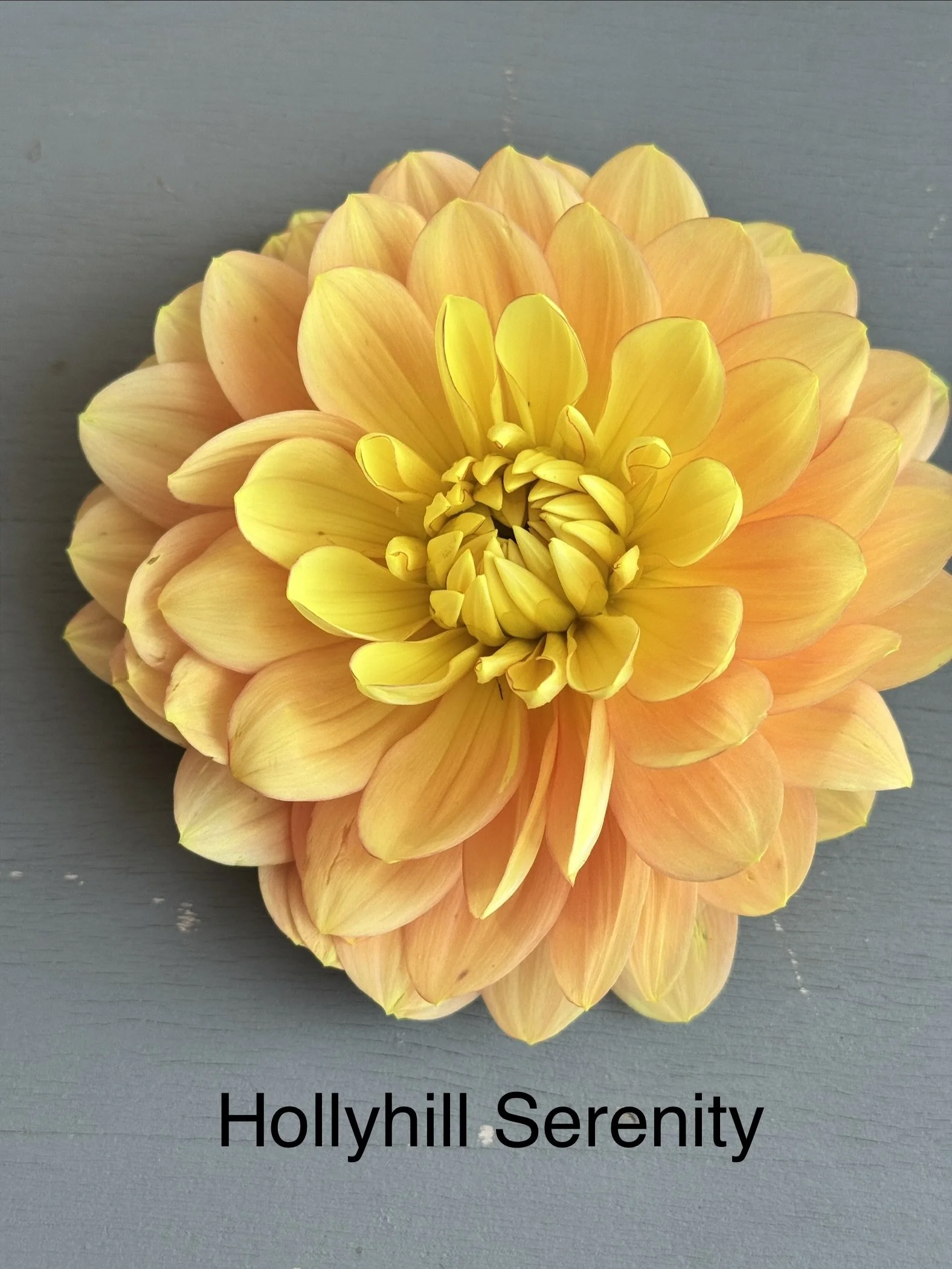 Hollyhil Serenity