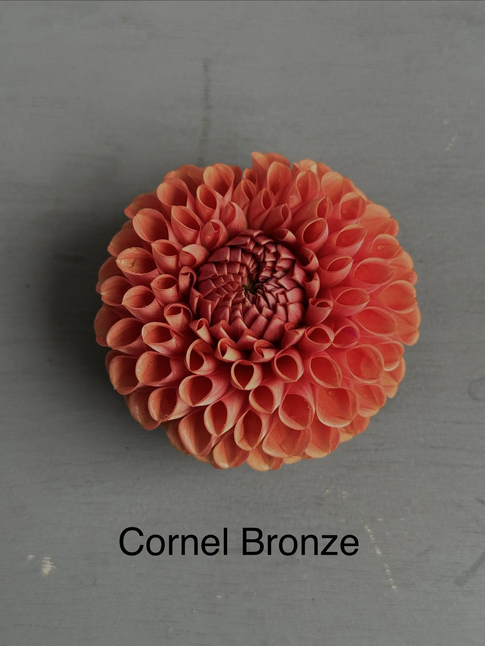 Cornel Bronze