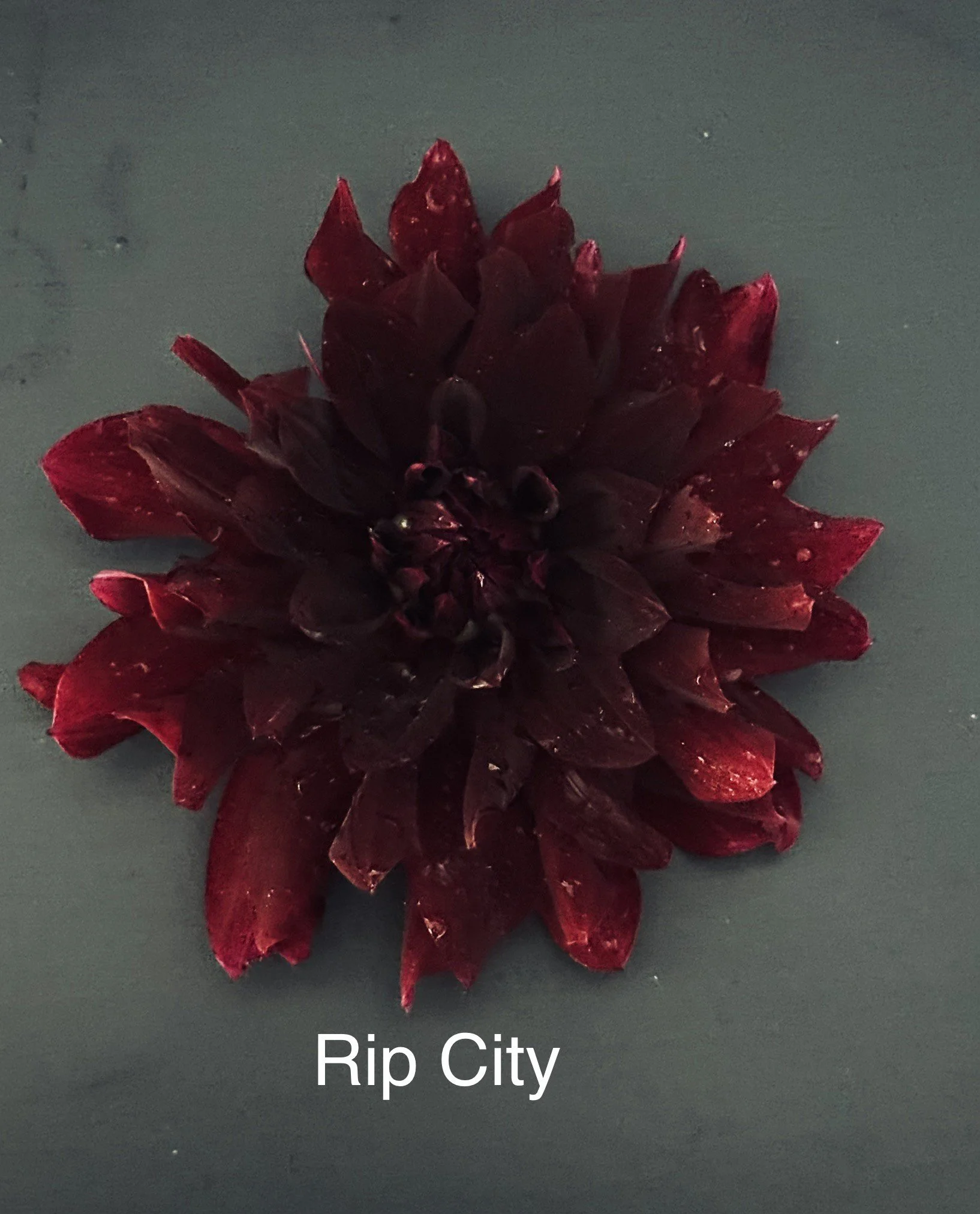 Rip City