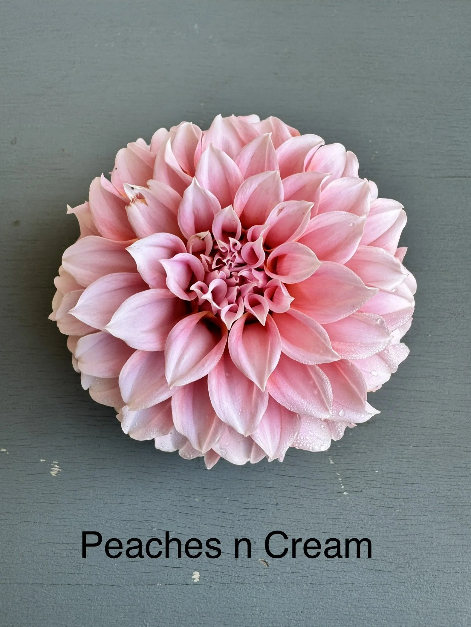 Peaches n Cream