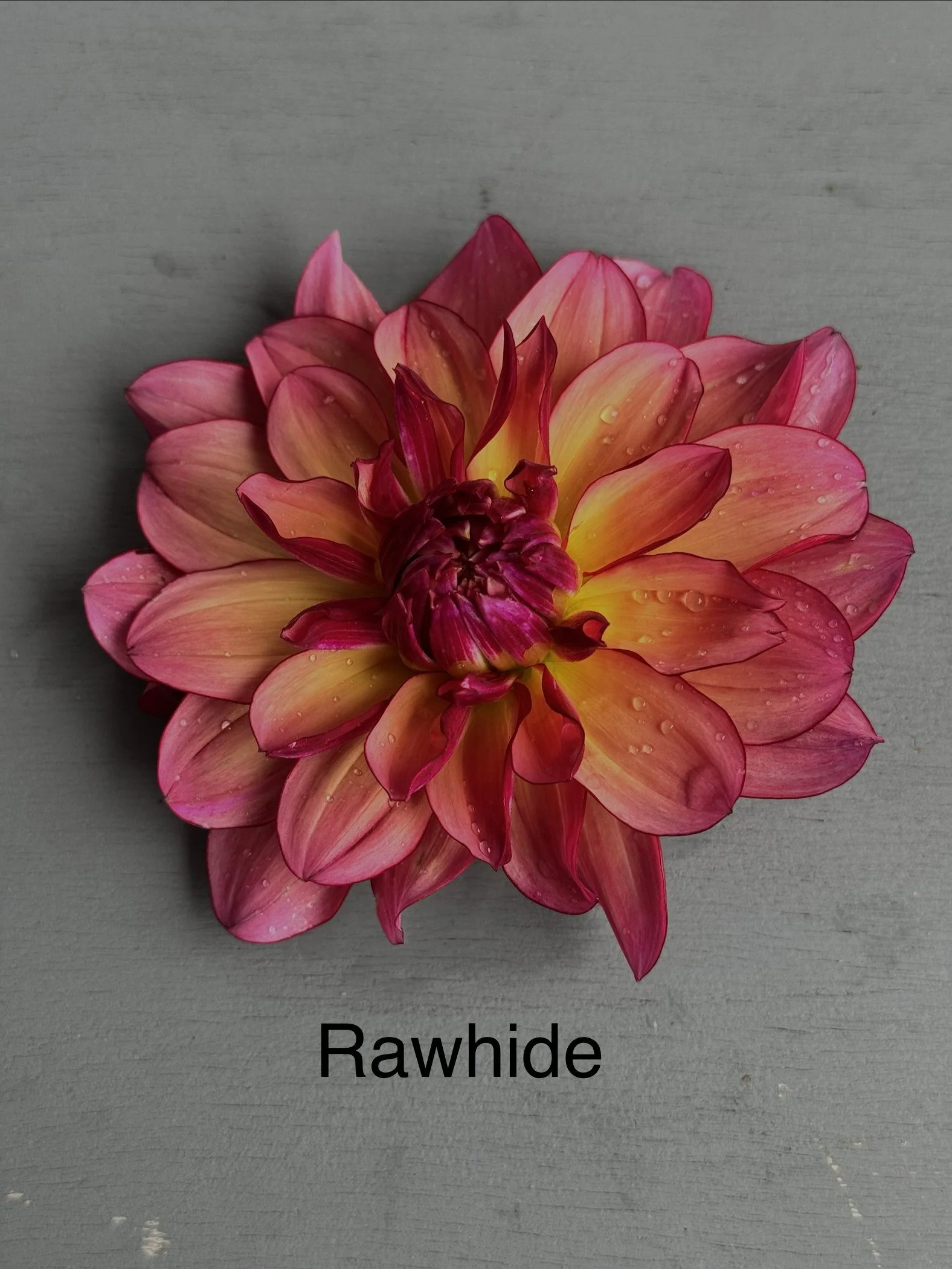 Rawhide
