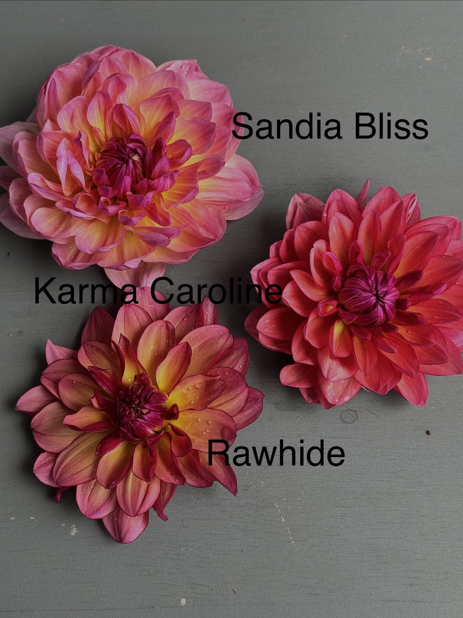 SB, KC, RH Comparison.jpg