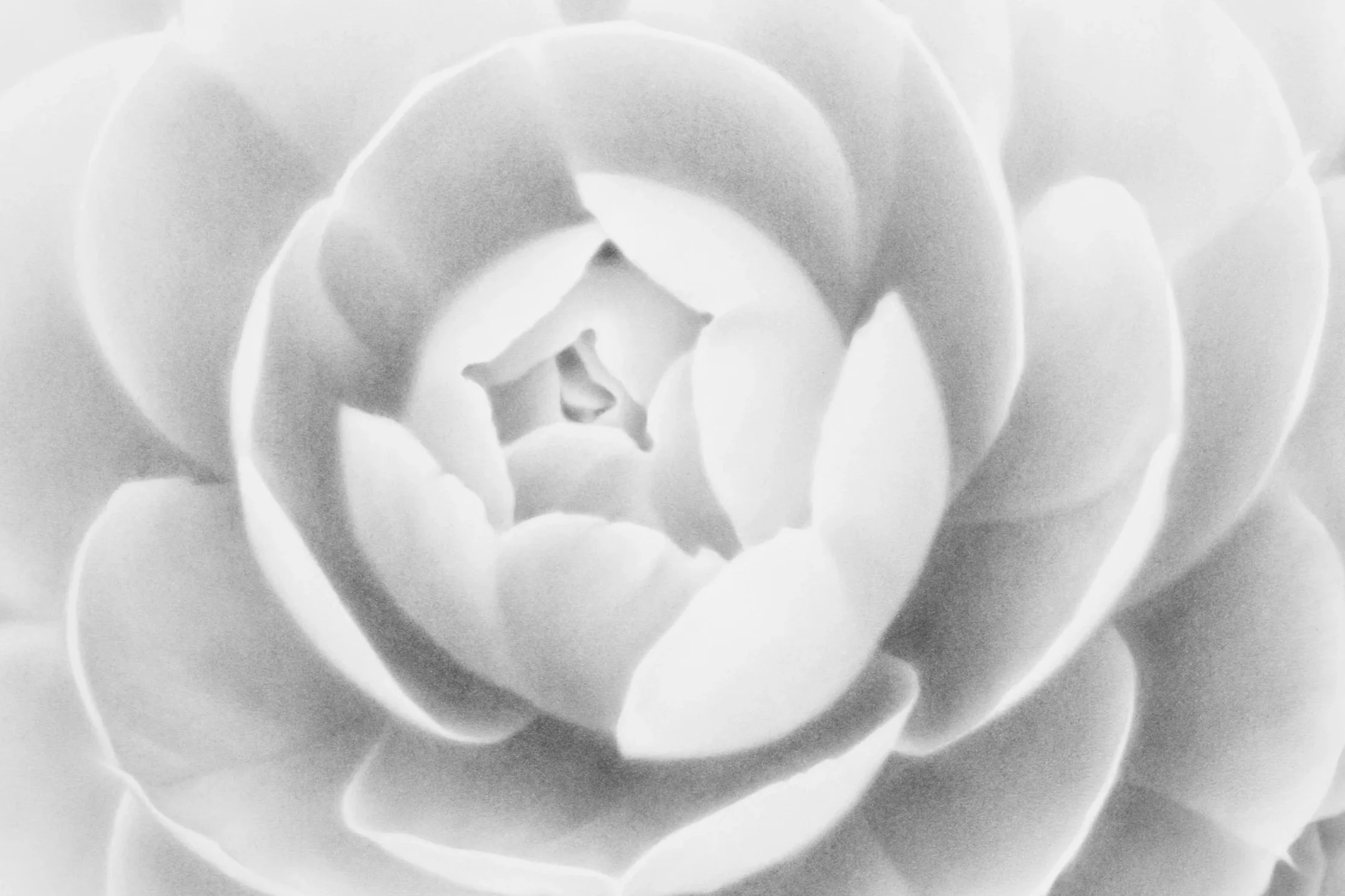Blooming