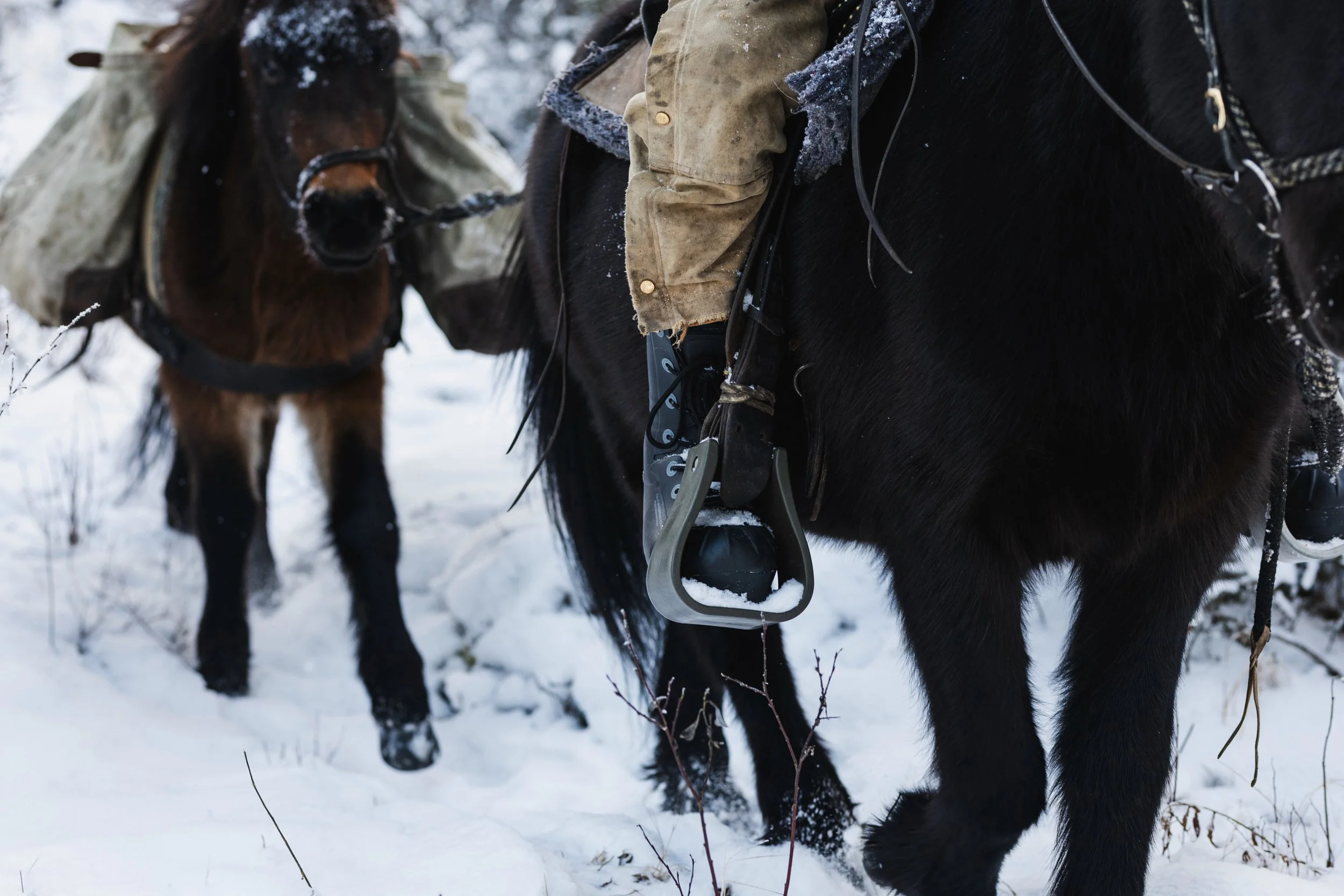 compressedImage (3).jpeg