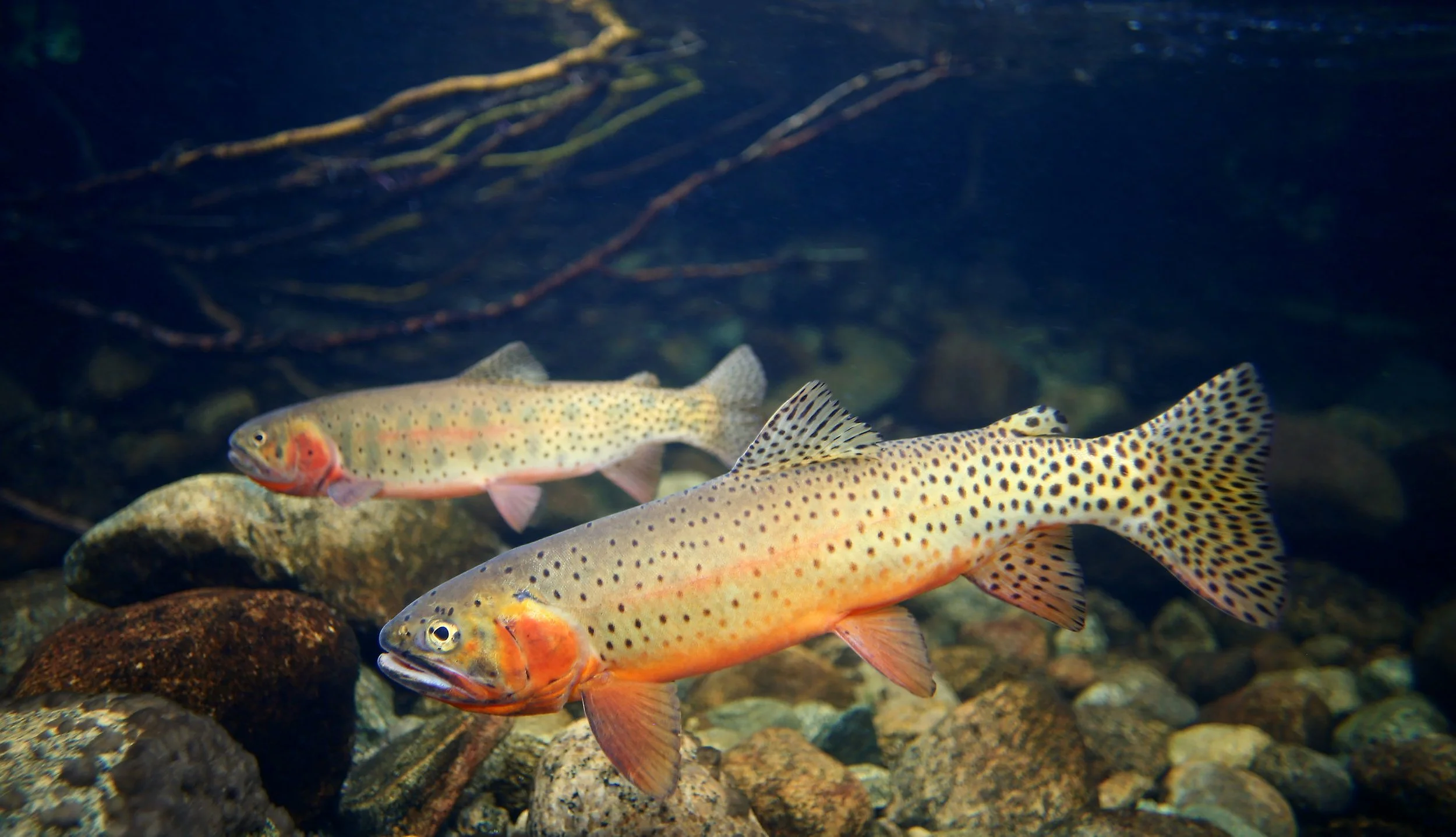 Cutbow Fish Bonneville Cutthroat Trout , Cutthroat Trout vs Rainbow vs Cutbow Trout ...