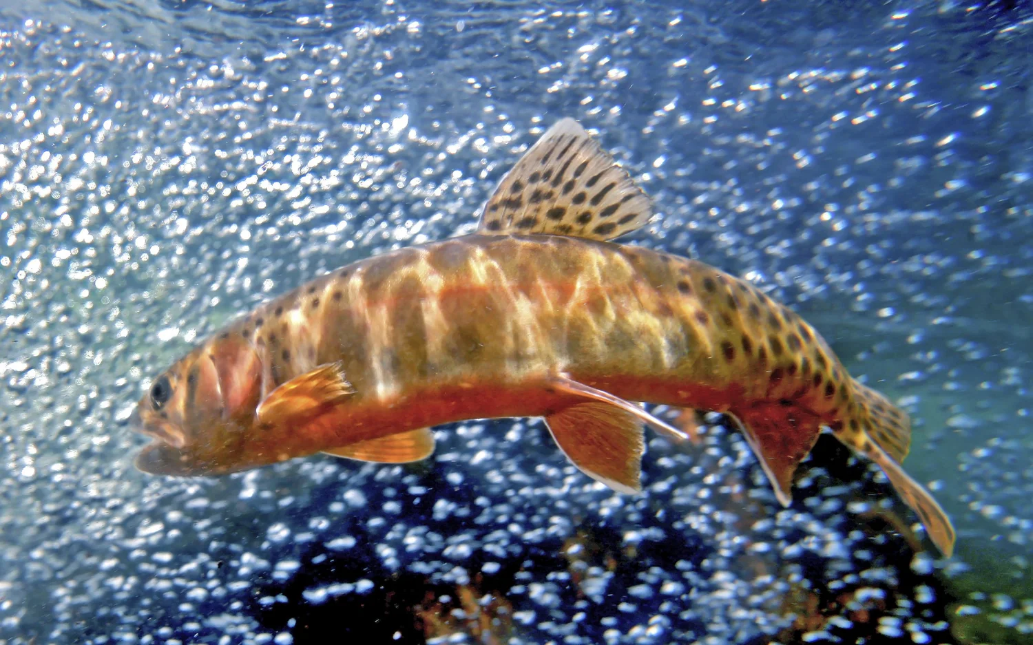Colorado Cutthroat-Greenback Cutthroat — TROUT AND SALMON PHOTOGRAPHY
