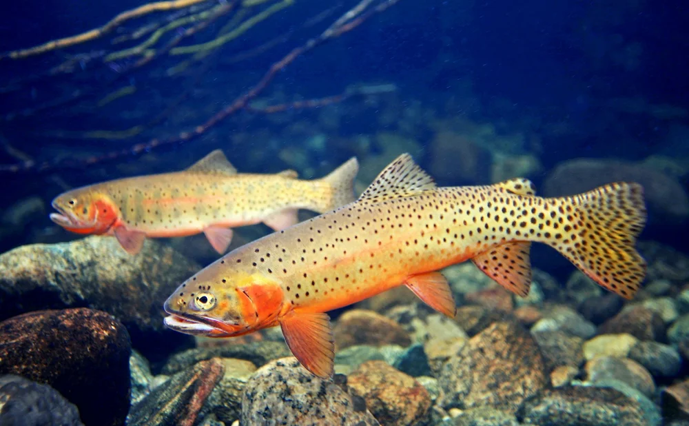 Colorado Cutthroat-Greenback Cutthroat — TROUT AND SALMON PHOTOGRAPHY