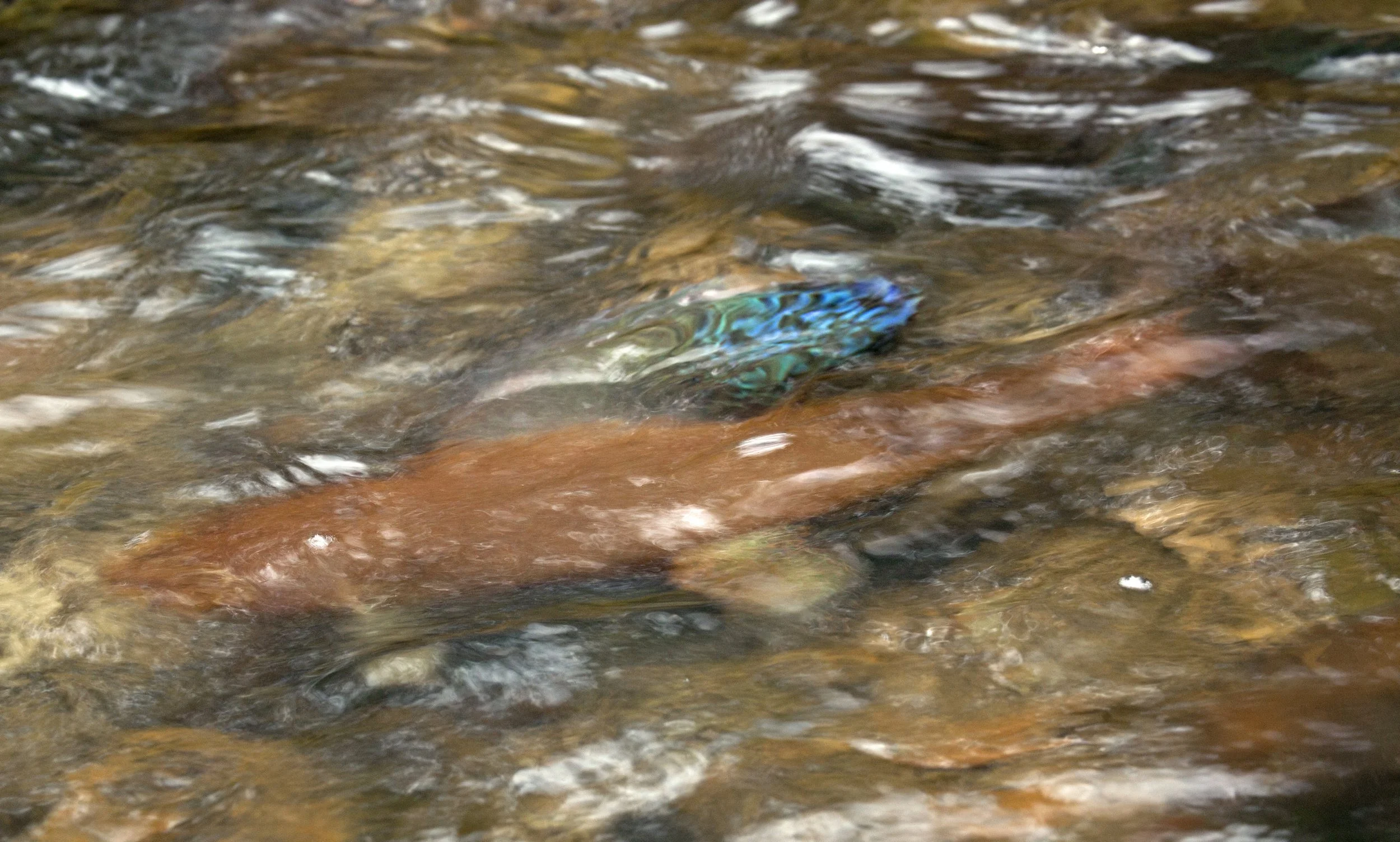 The perfect addition to any creek