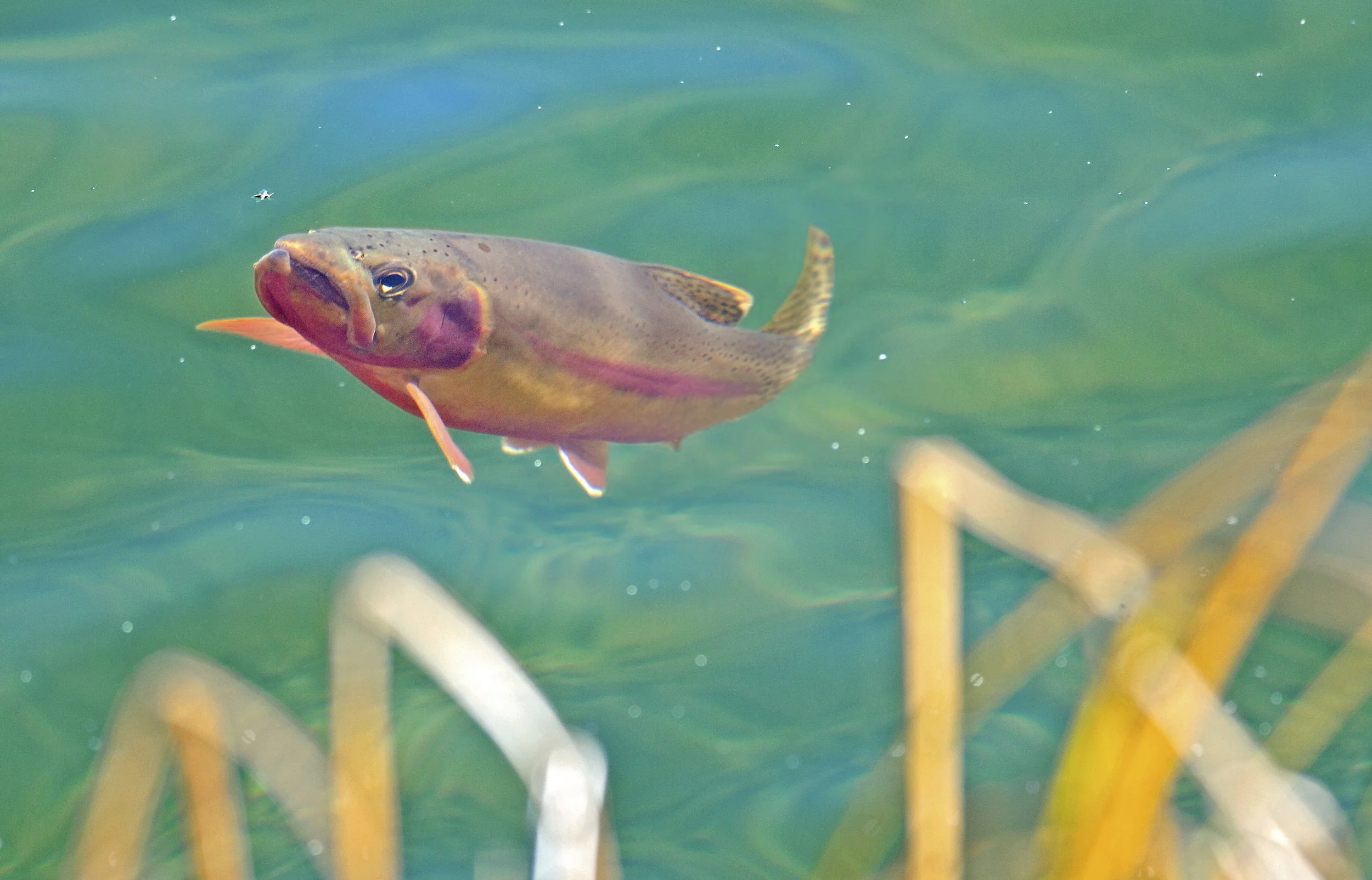 Golden Trout — TROUT AND SALMON PHOTOGRAPHY