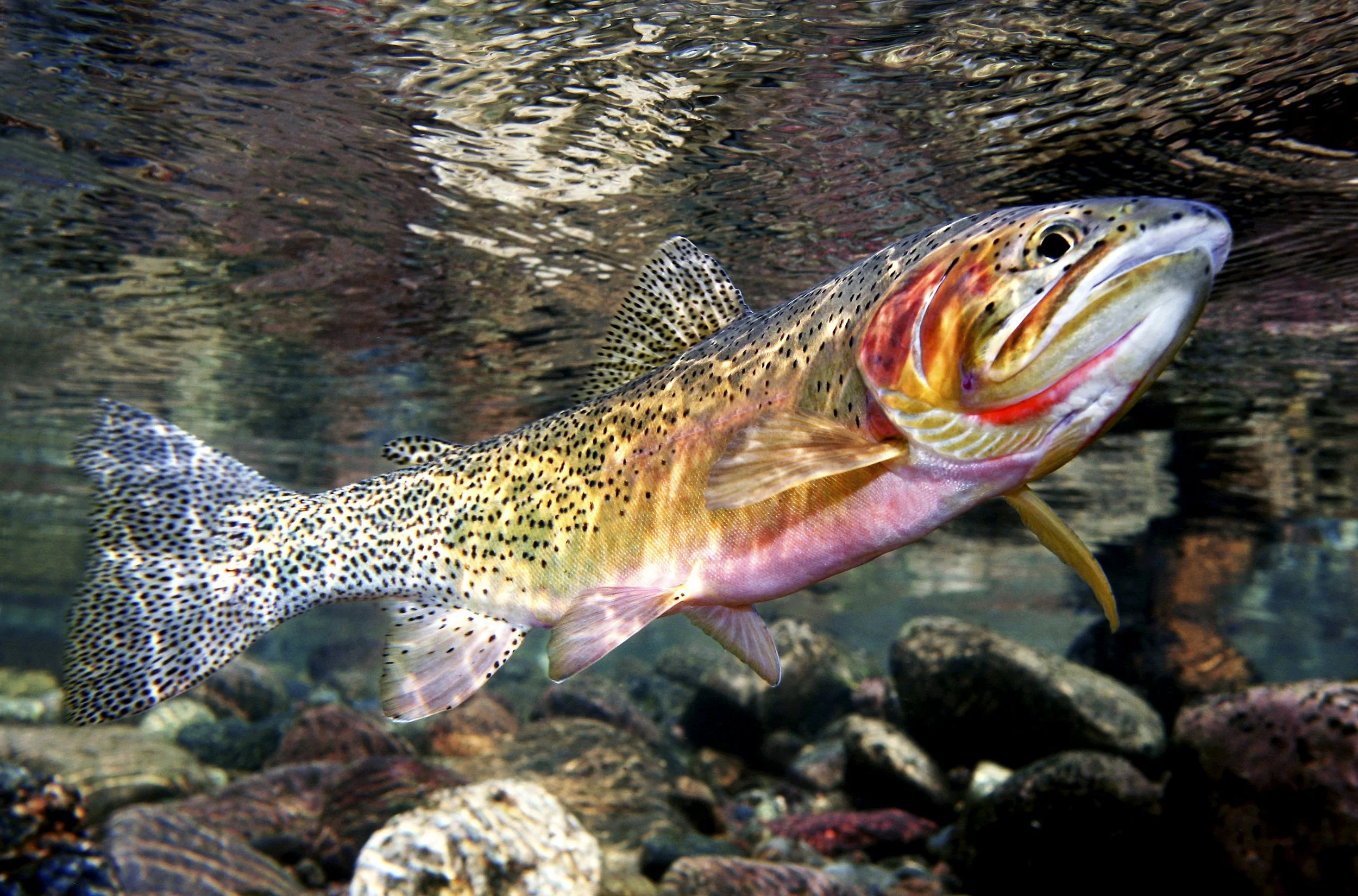 Westslope Cutthroat β TROUT AND SALMON PHOTOGRAPHY