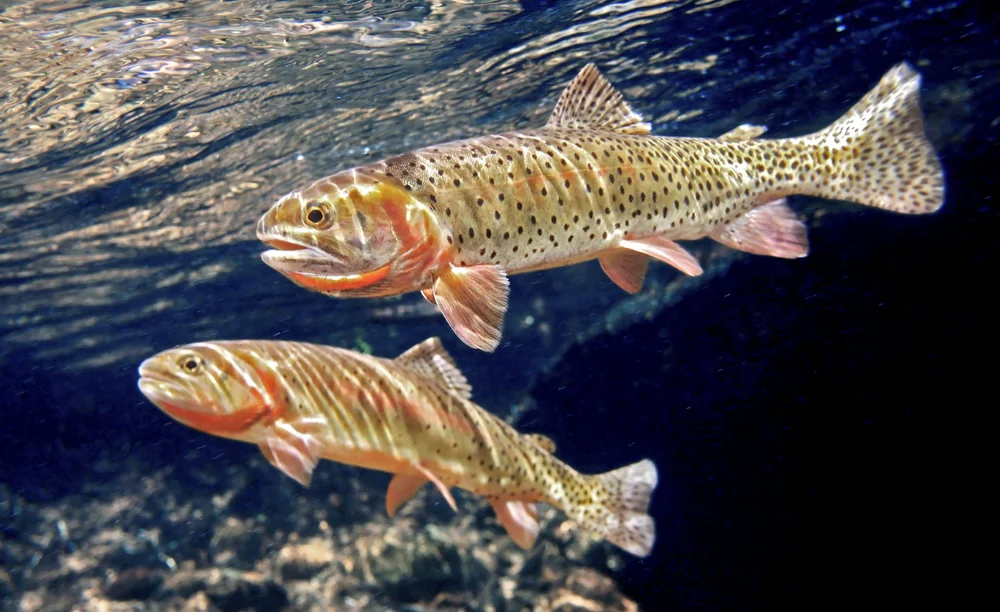 Colorado Cutthroat-Greenback Cutthroat — TROUT AND SALMON PHOTOGRAPHY