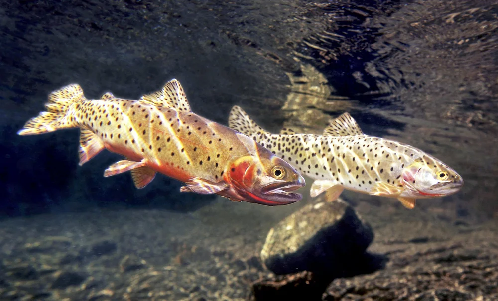 Colorado Cutthroat-Greenback Cutthroat — TROUT AND SALMON PHOTOGRAPHY