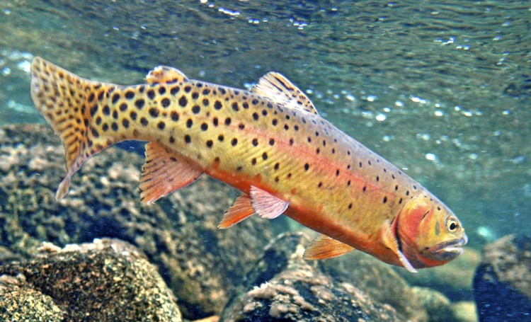 Colorado Cutthroat-Greenback Cutthroat — TROUT AND SALMON PHOTOGRAPHY