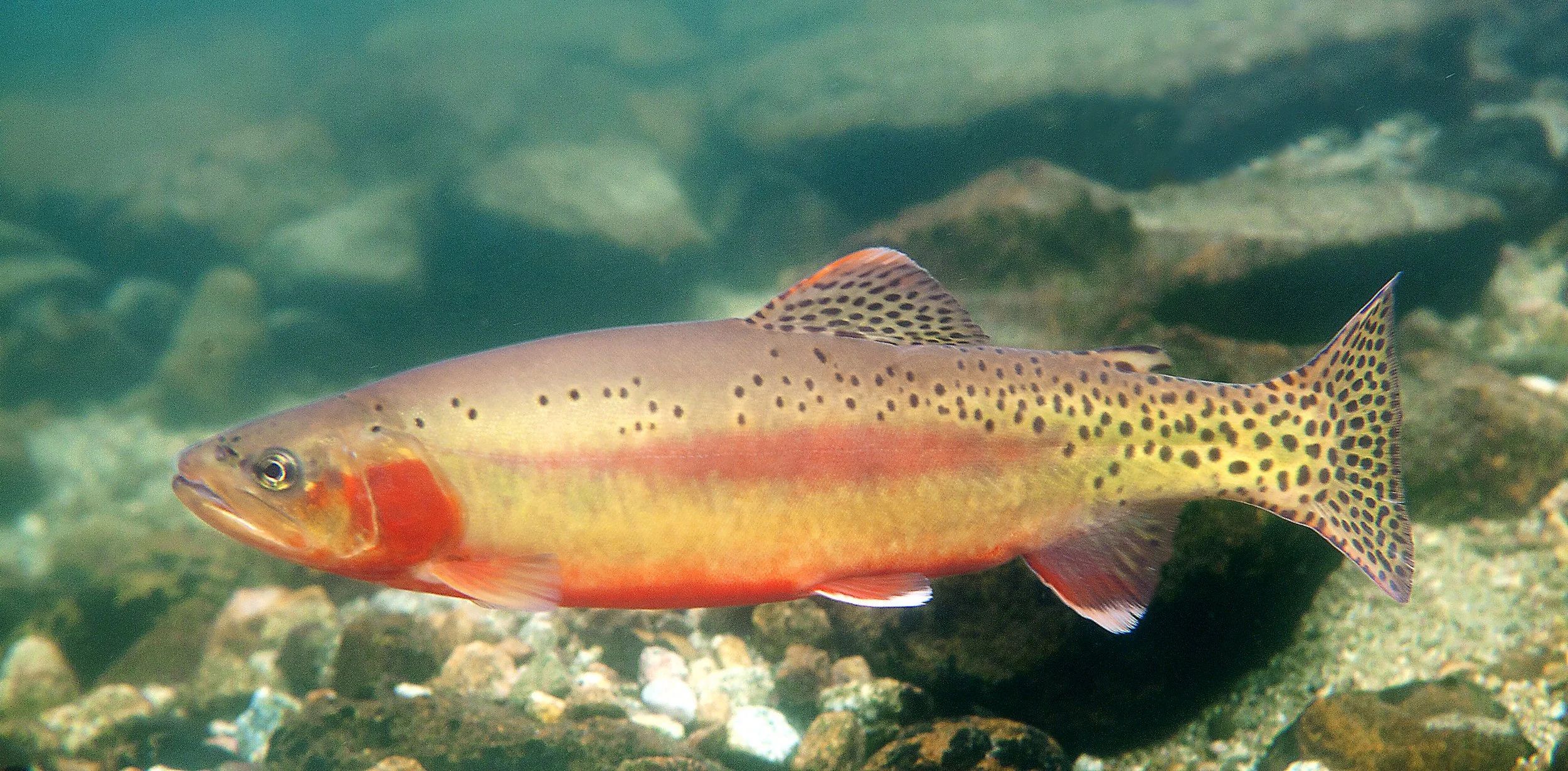 Golden Trout — TROUT AND SALMON PHOTOGRAPHY