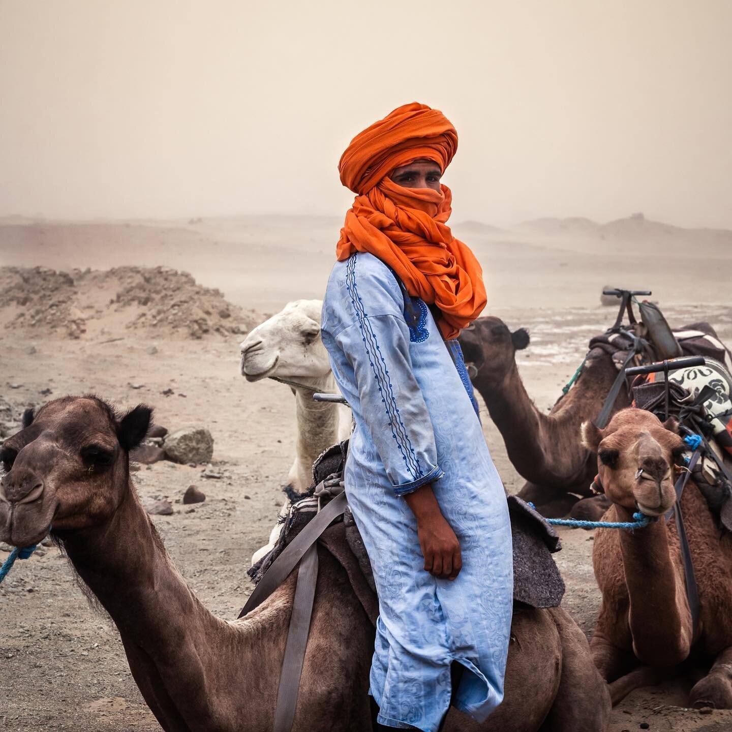 &ldquo;The Desert Cameleer&rdquo; 

A Young Berber man readies his train of Dromadaires for the journey through the savage Sahara Desert. 

#camel #desert #travel #photojournalism #jrnymag