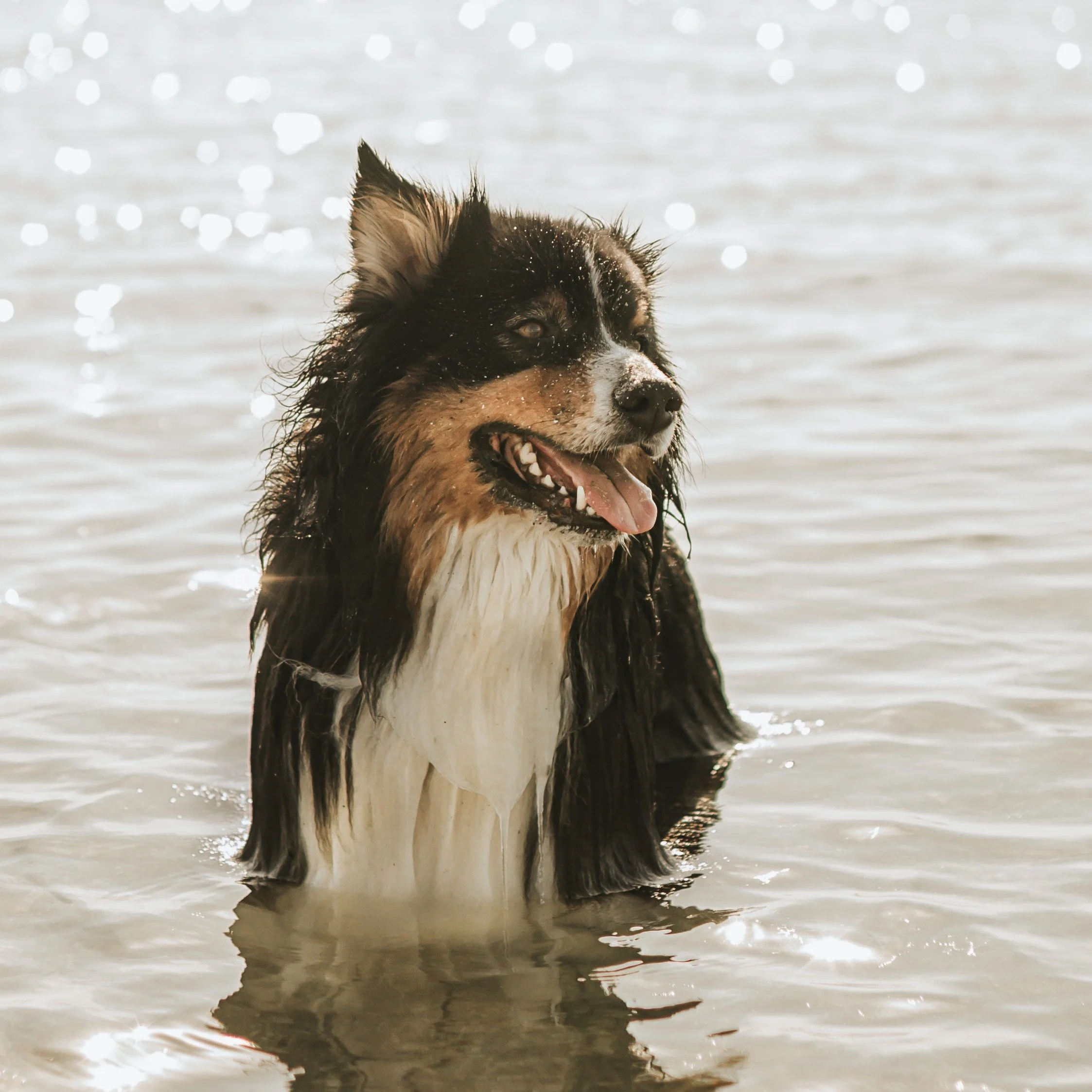 La star du jour : Senzo ✨
J&rsquo;ai eu le plaisir de photographier ce magnifique loulou hier, et quel bonheur 🐾

J&rsquo;adore immortaliser vos compagnons &agrave; quatre pattes, alors n&rsquo;h&eacute;sitez pas &agrave; les emmener avec vous penda
