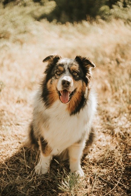 photographe portrait chien miramas arles