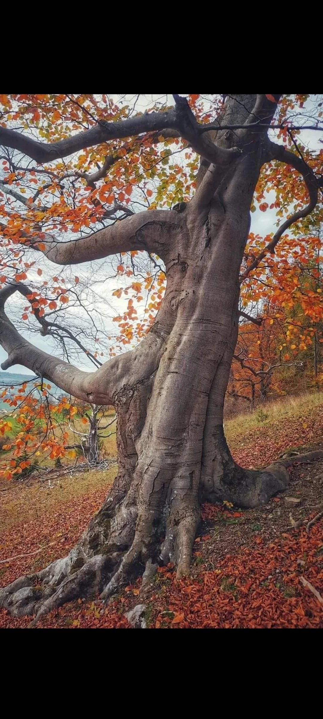 Arbre Ancrage.jpg