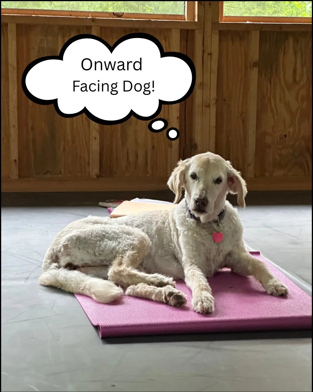 After a wild (fire) couple of weeks, we're excited to get back to the Lake and on the Mat!  Our yoga and mindfulness classes will begin again on August 4th and we're eager to see you there!  We hope everyone has stayed safe and is as excited to get b