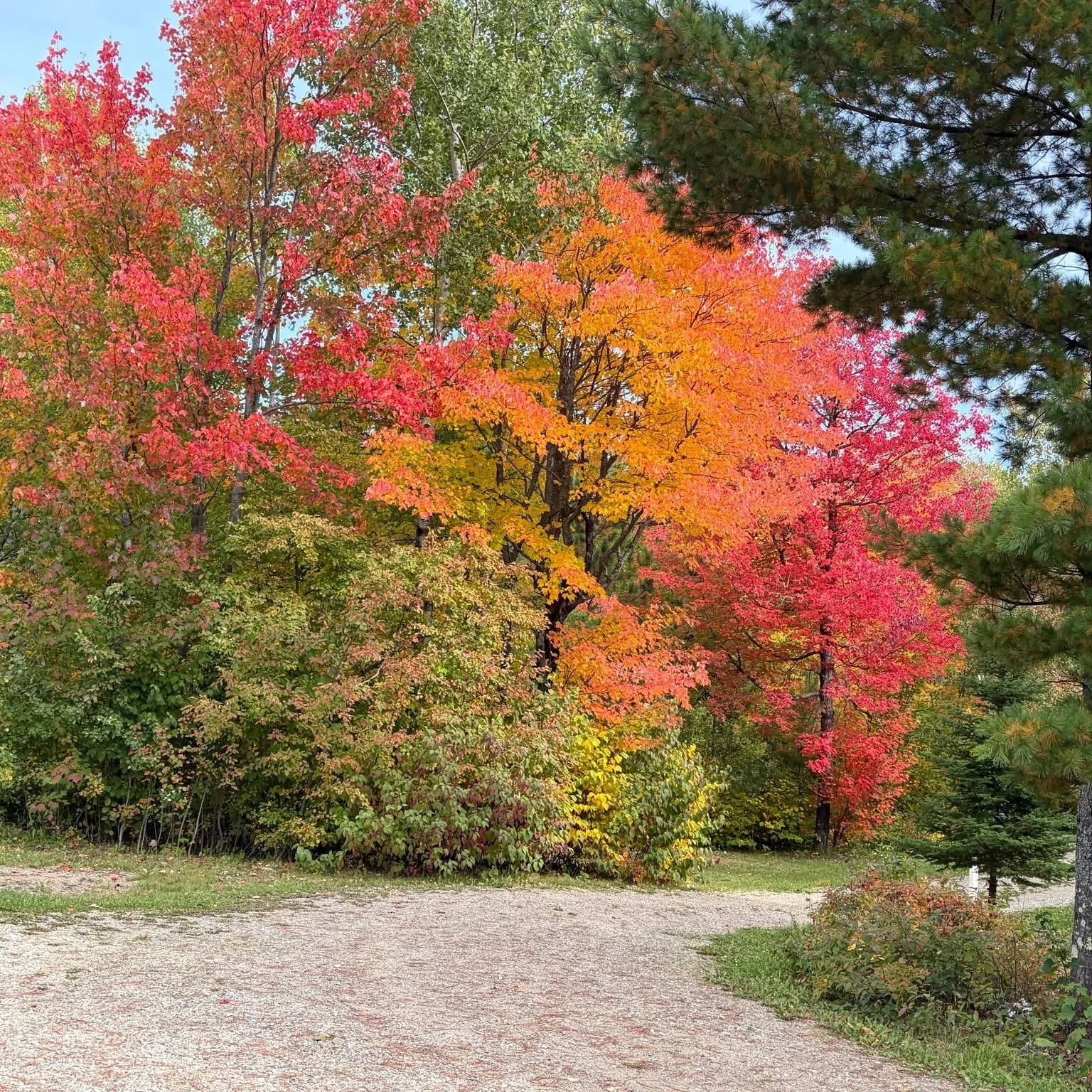 Like the busy woods around us, we are closing out our summer season and preparing camp for its winter rest. As we work to tuck in the cabins and snuggle up the studios we&rsquo;re soaking in nature's glorious finale. 

Thank you all for supporting TL