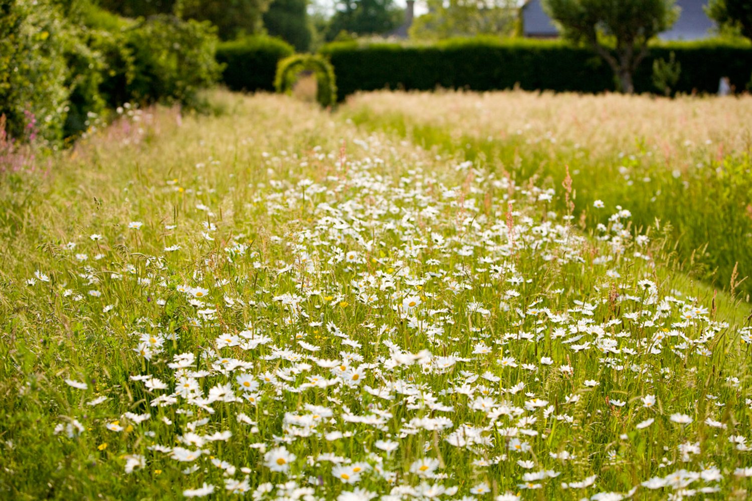 Jane_Brown_Landscape_Architect_Garden_Design_Old_Rectory_West_Sussex_Vegetable_Garden_Wild_Flower_Meadow6.jpg