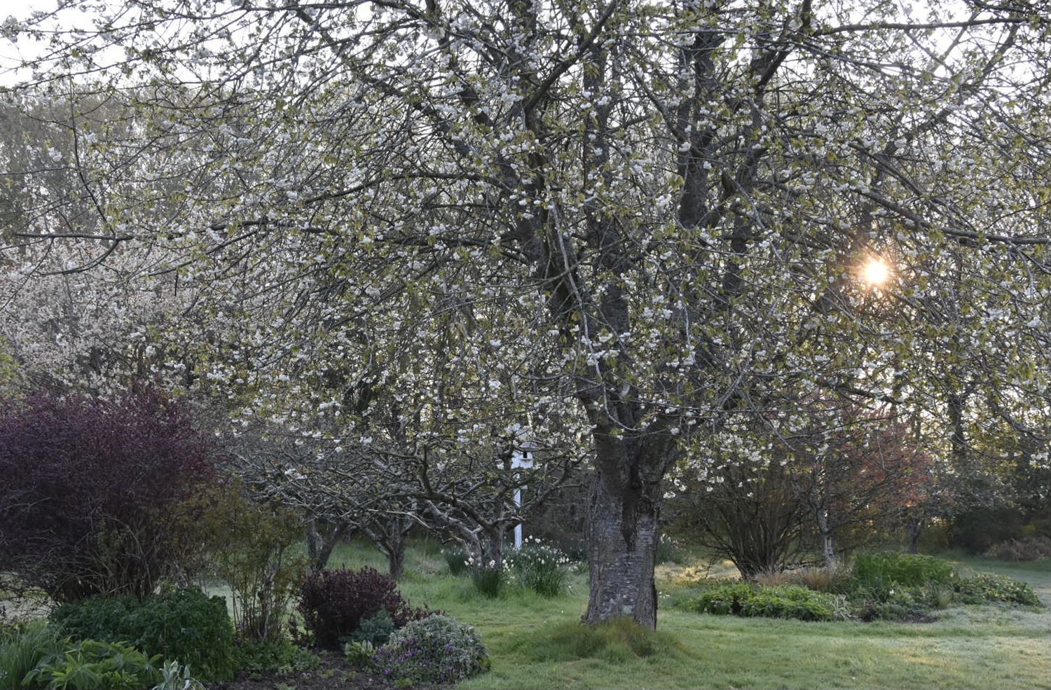 Jane_Brown_Landscape_Design_Brooming_East_Sussex_Garden_16.jpg