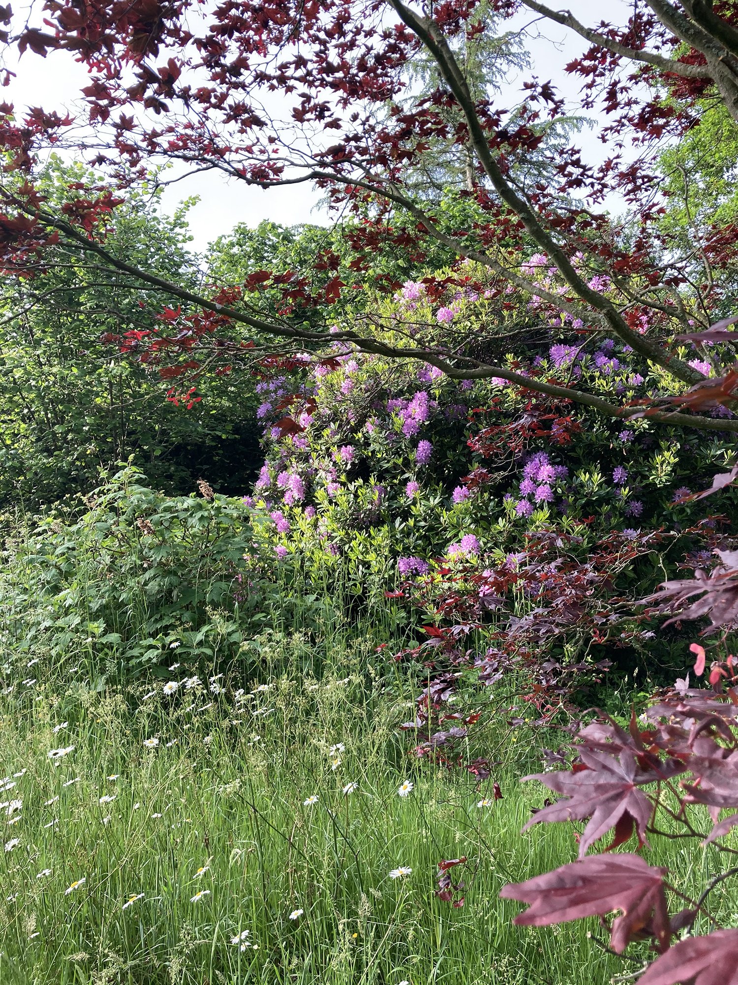 Jane_Brown_Landscape_Design_Brooming_East_Sussex_Garden_18-3.jpg