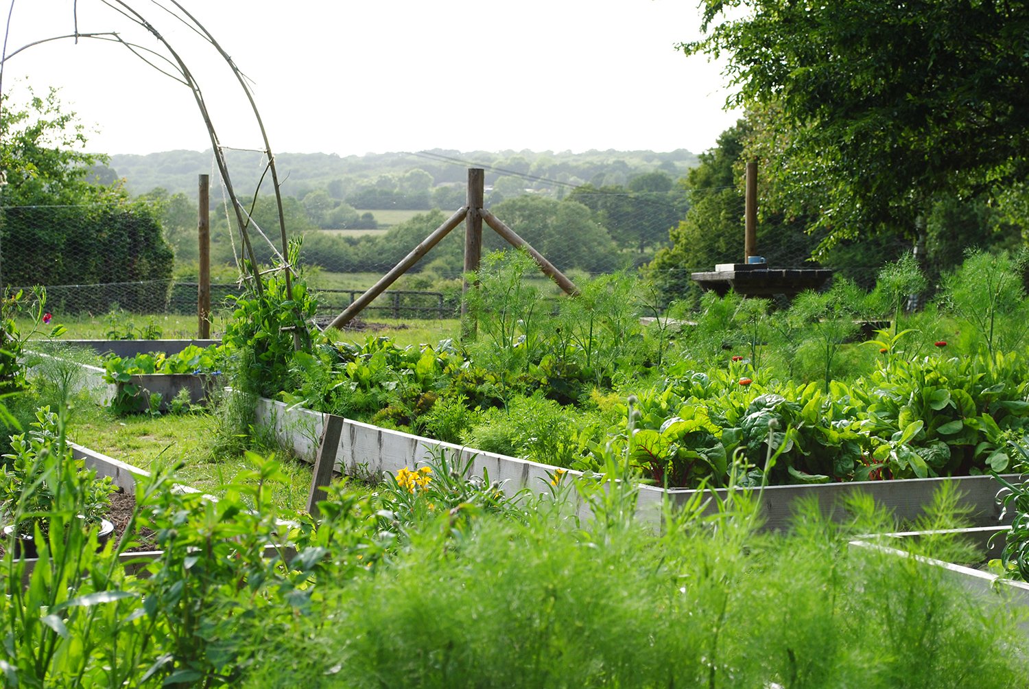 Jane_Brown_Landscape_Design_Brooming_East_Sussex_Garden_26.jpg