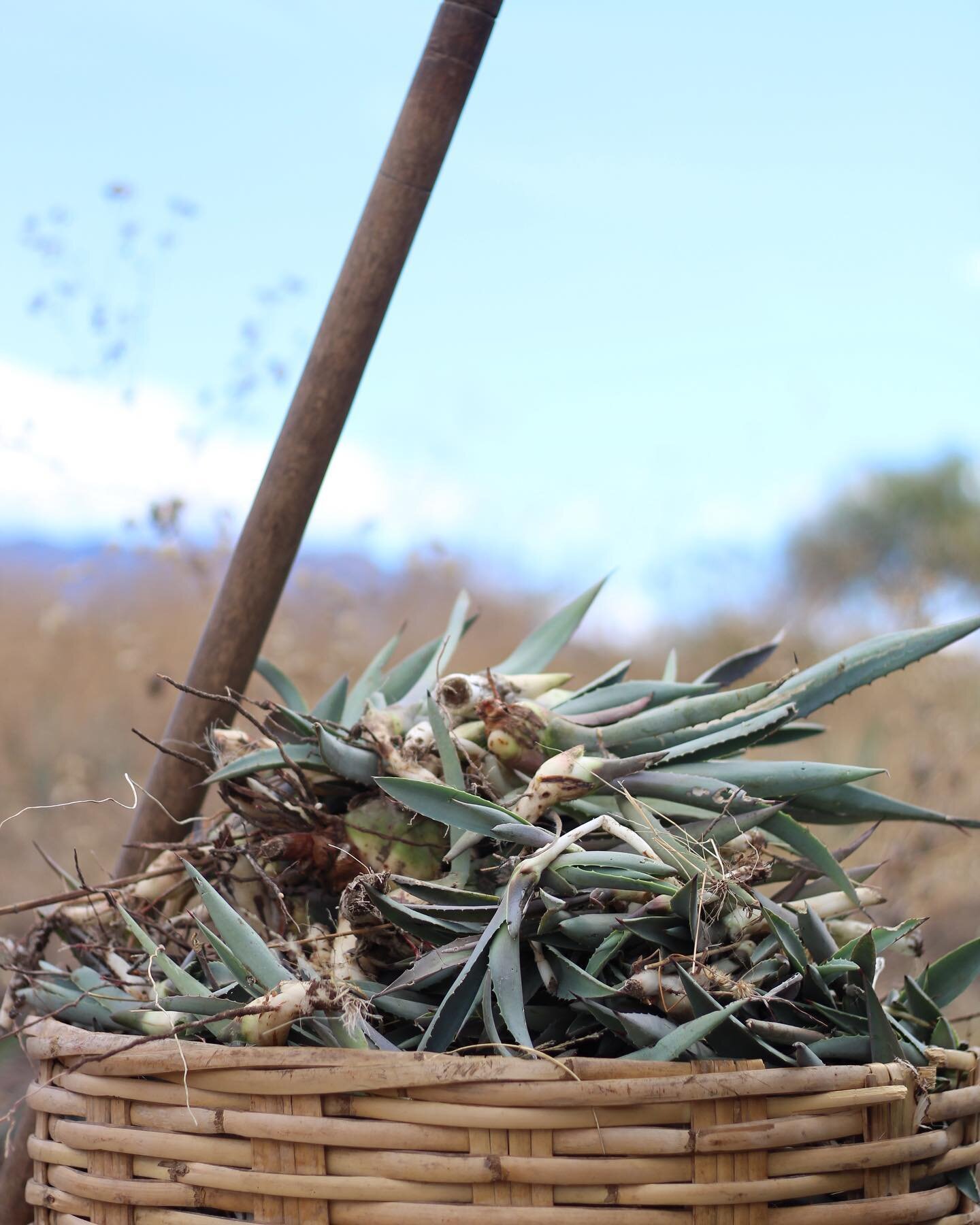 With Machete and &ldquo;Cu&ntilde;a&rdquo;, 10 to 15 tons are used in each batch. 
#GranjaNomada #Mezcal