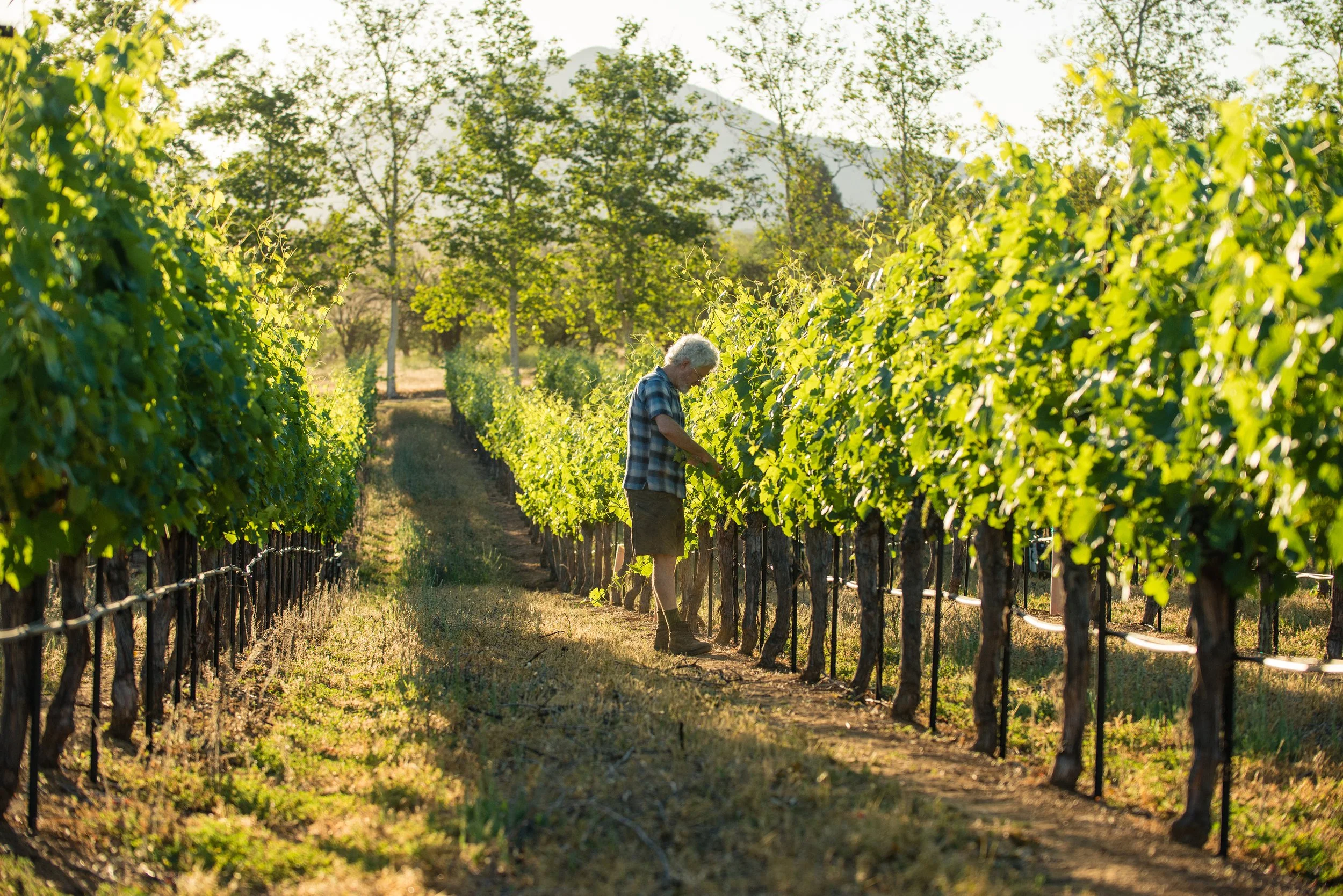 Ojai Vineyard — Tiger Vines