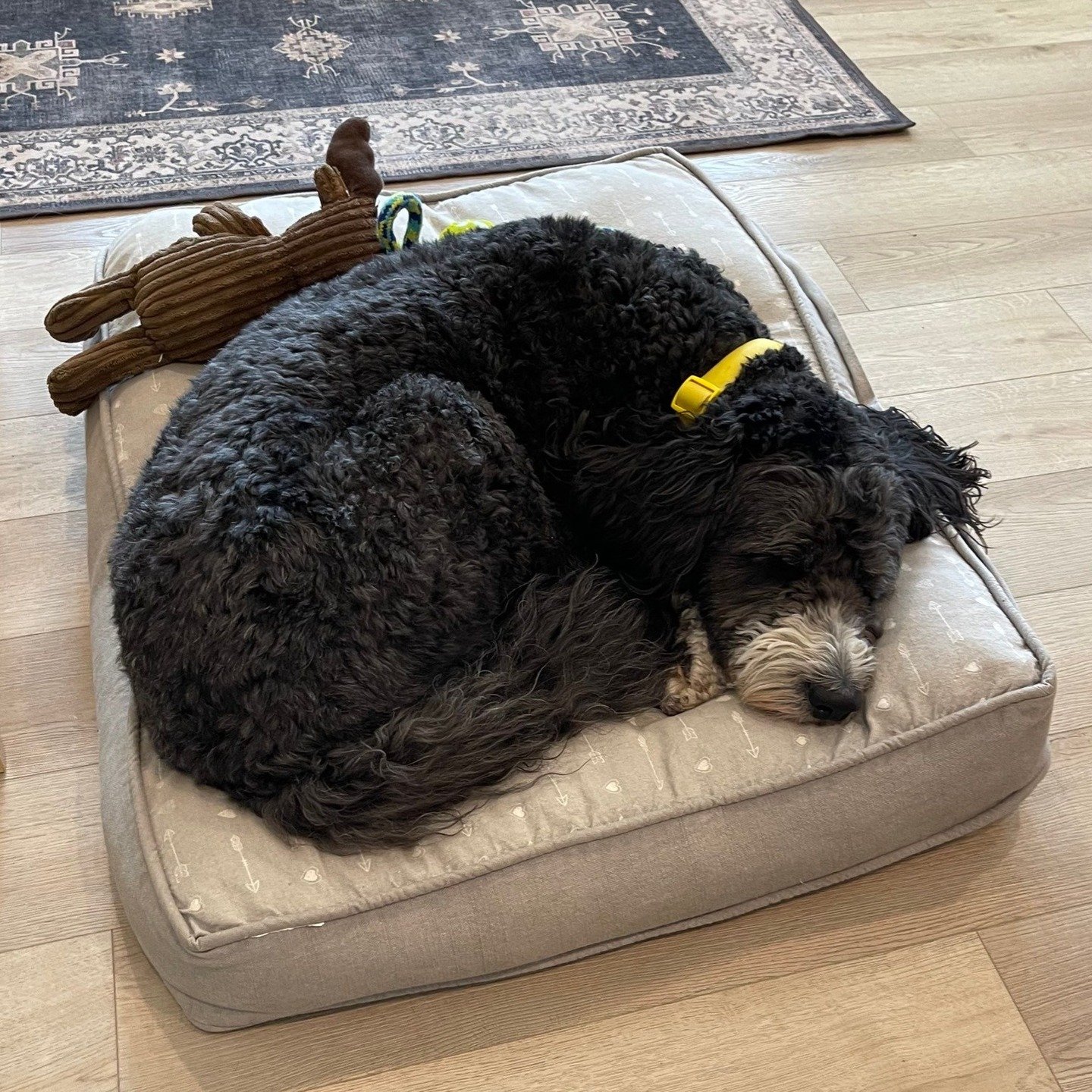 Happy 8th Birthday to Benji, our MSH Mascot! No matter where he's napping, the office wouldn't be the same without him! 

Drop a comment below to wish Benji a paw-some birthday! 🐾🎂🎈

#HappyBirthdayBenji&nbsp;
#OfficeDog&nbsp;
#MuskokaSmartHomes&nb