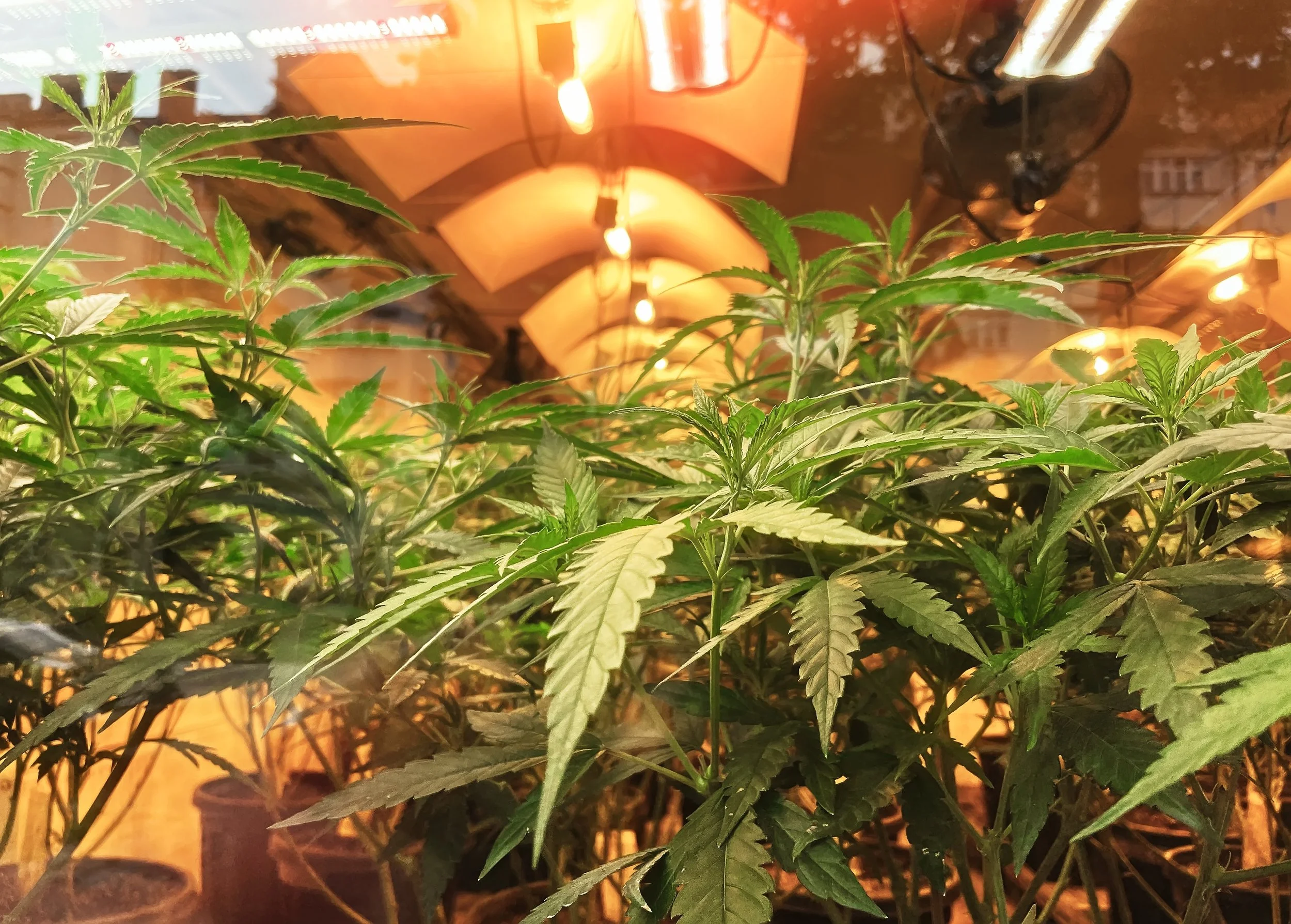 CANNABIS