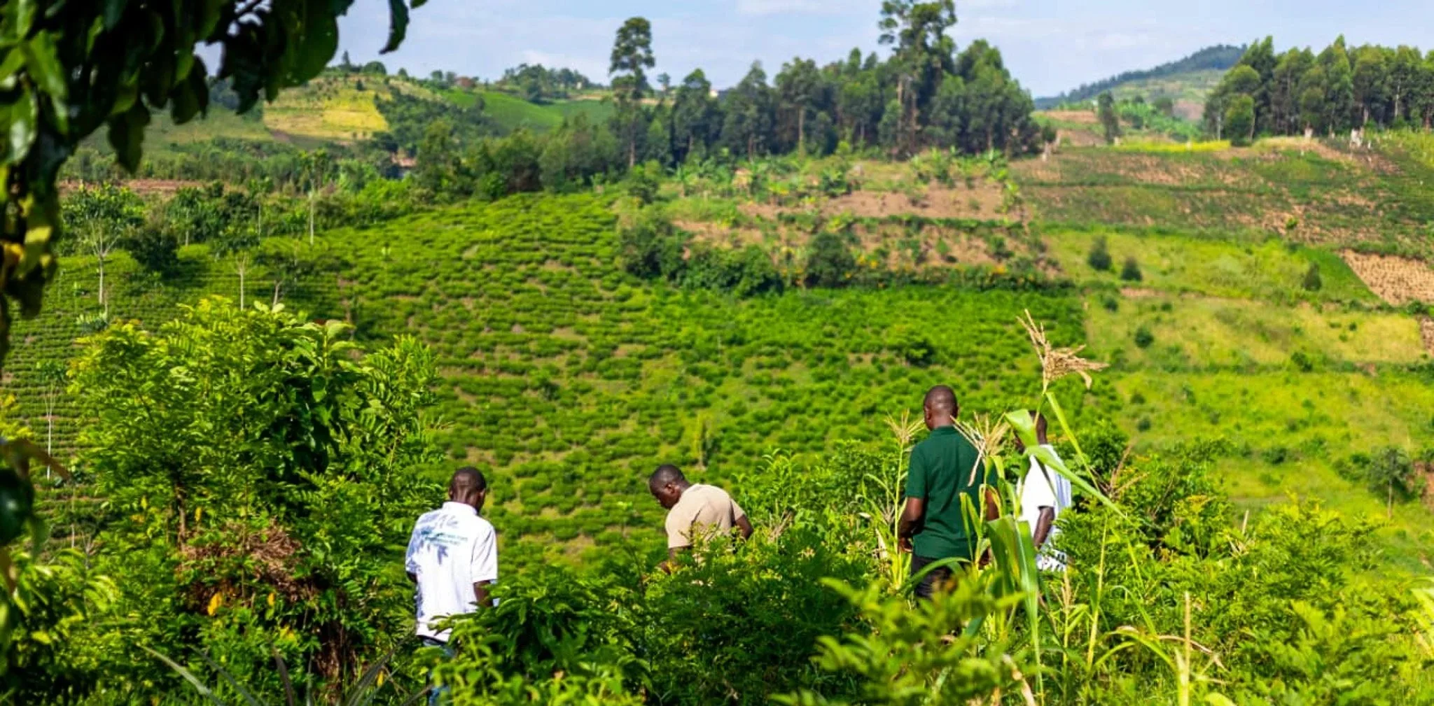 ITF team in a restoration site on the steep degraded mountain slopes in Uganda