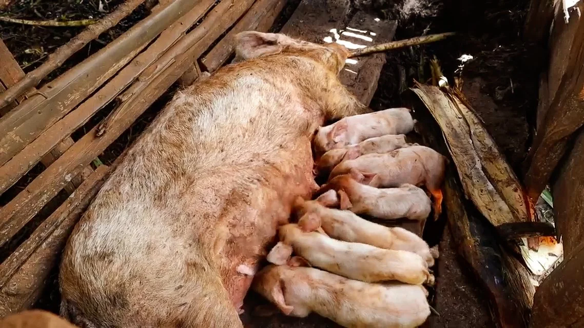 It starts with nine piglets 