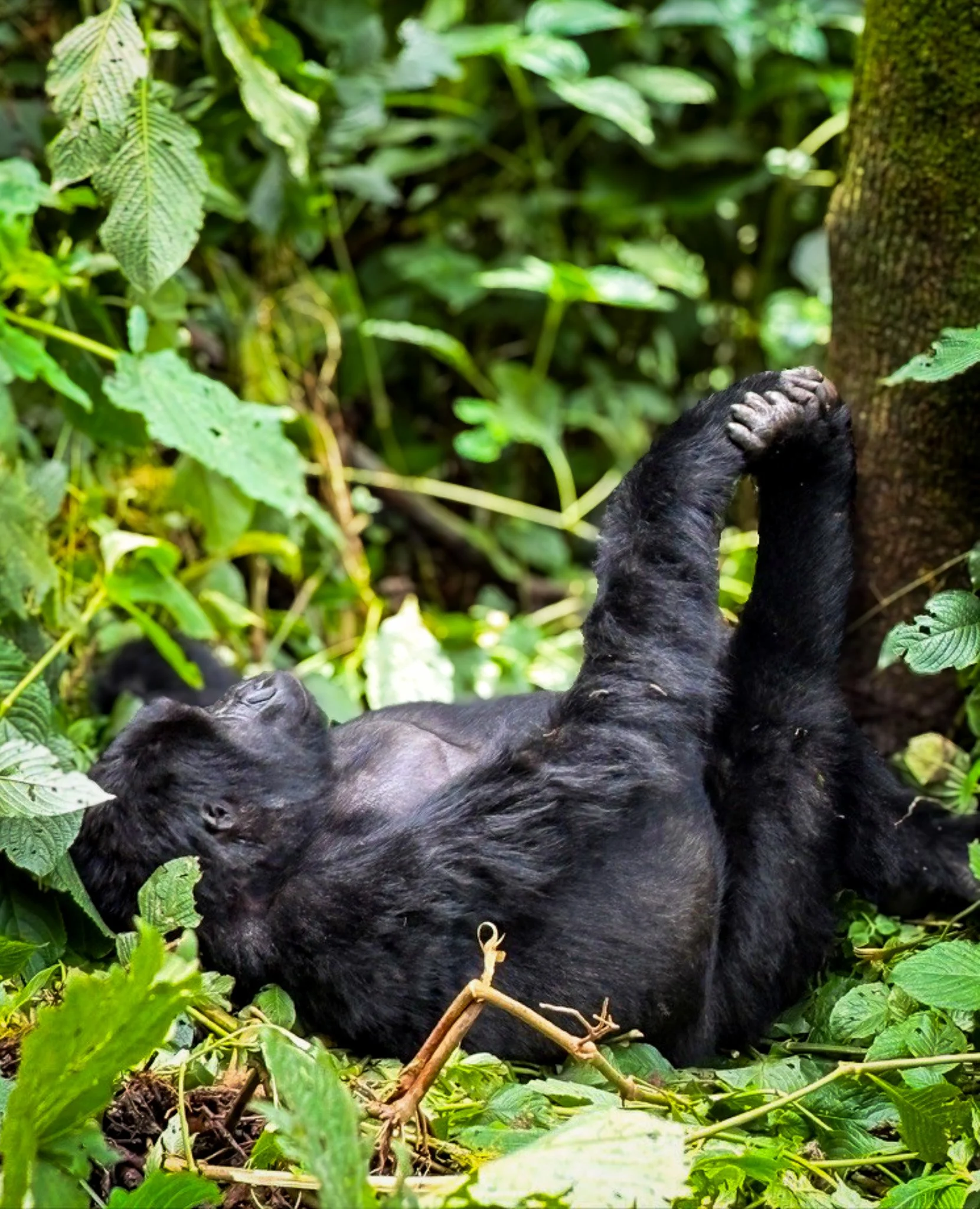 How a ‘pocket forest’ saves human communities and mountain gorillas