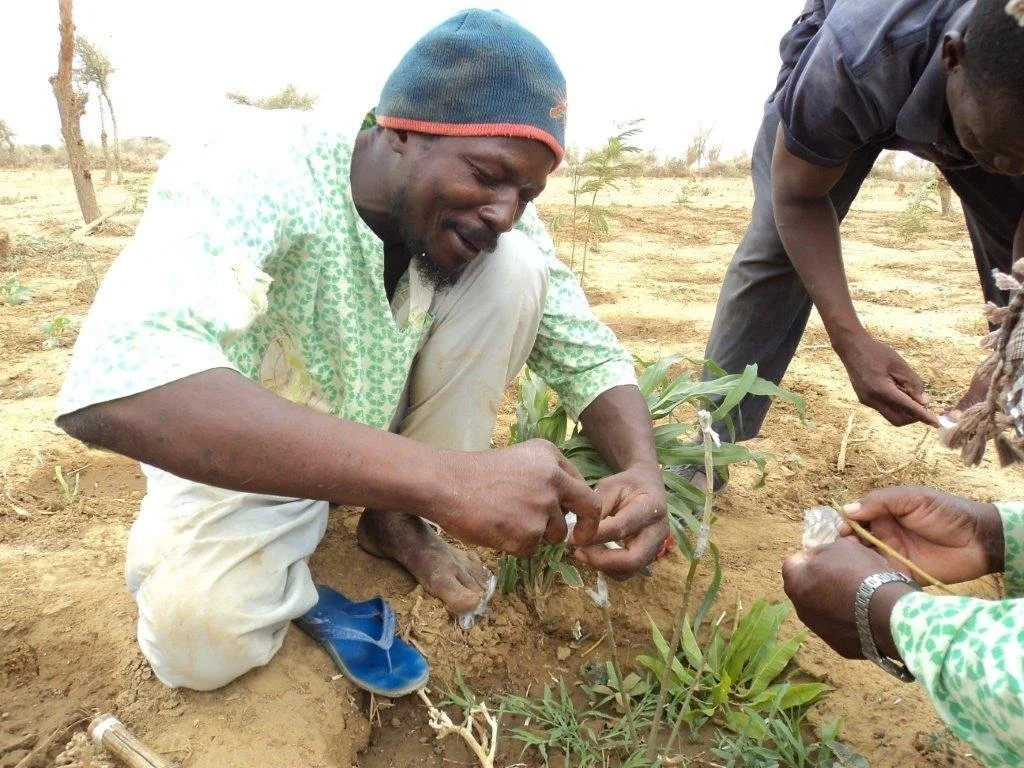 Regreening Sokura: A Lasting Legacy — International Tree Foundation