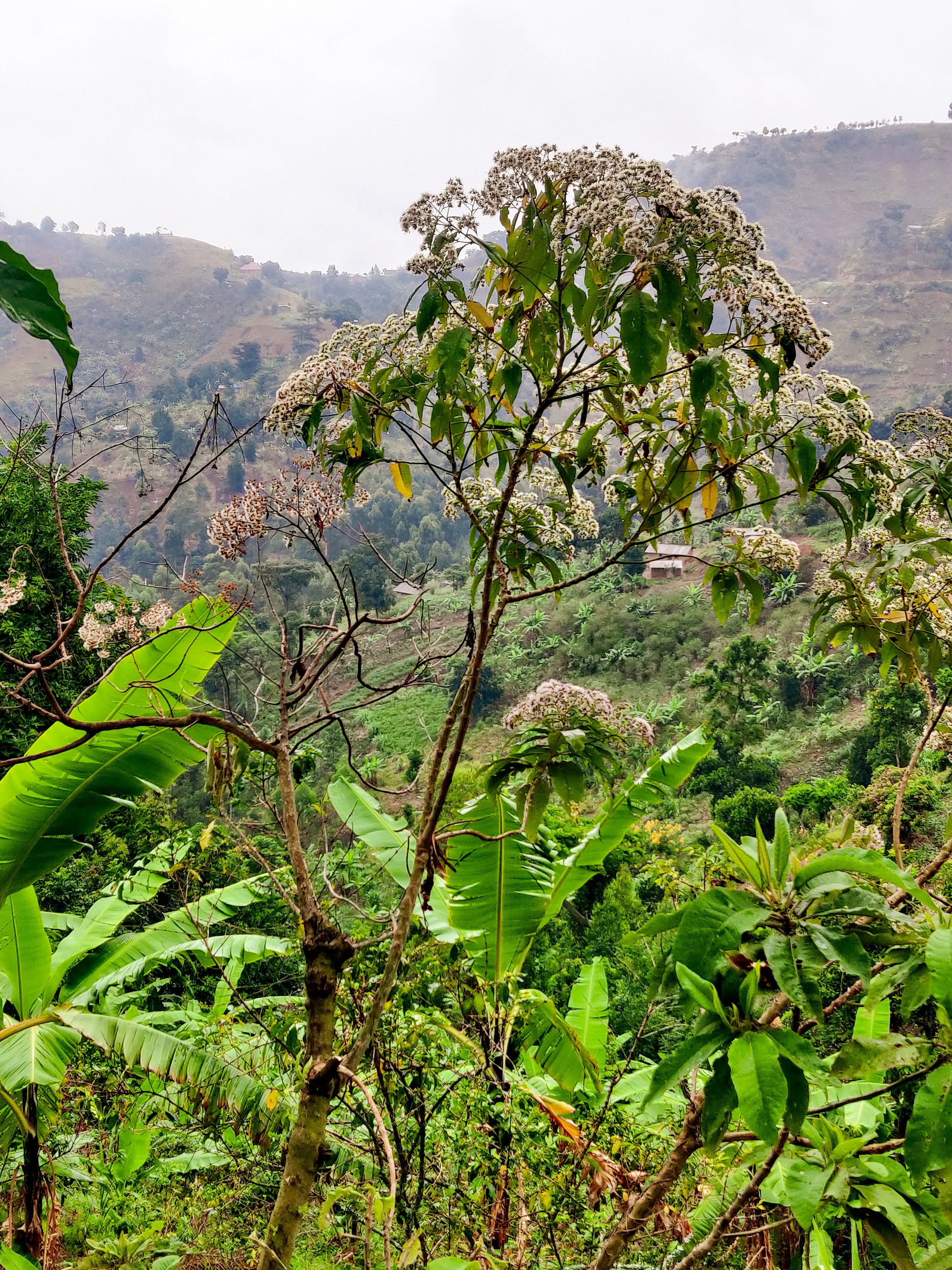 (2) Tree planting - Uganda - Women - Ruwenzori Mountains.jpg