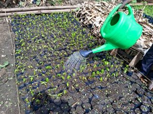 (1) Agri Evolve - Tree nursery beds in Mbunga and Karambi - Uganda.jpg